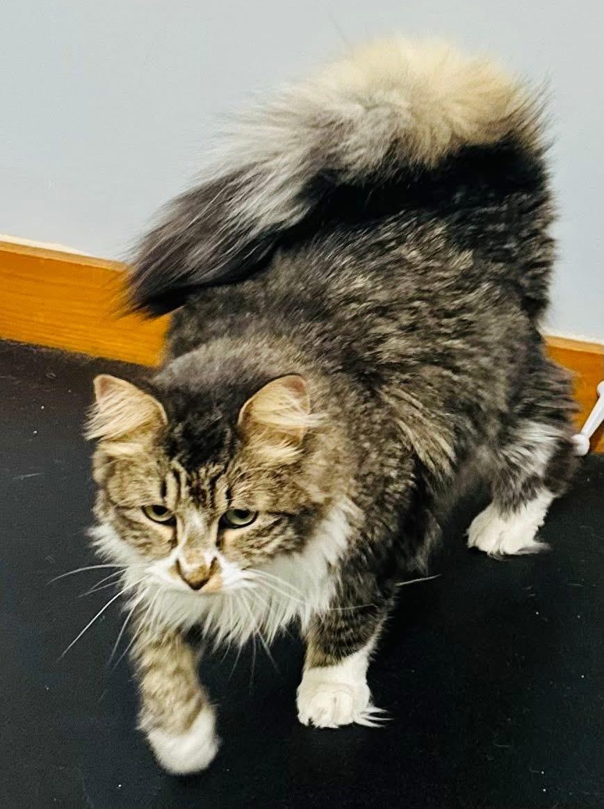 Enlarge Calypso, a ADOPTABLE mixed breed in Brooks, ME image 3/3