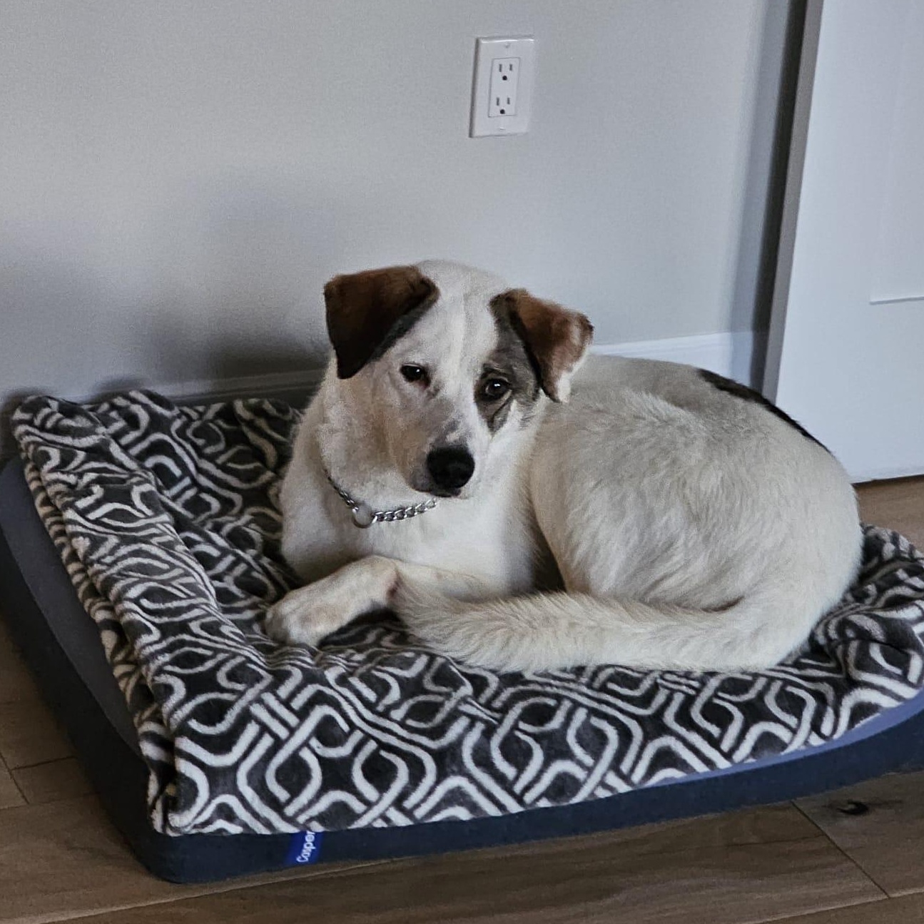 KOBE - the bestest boy