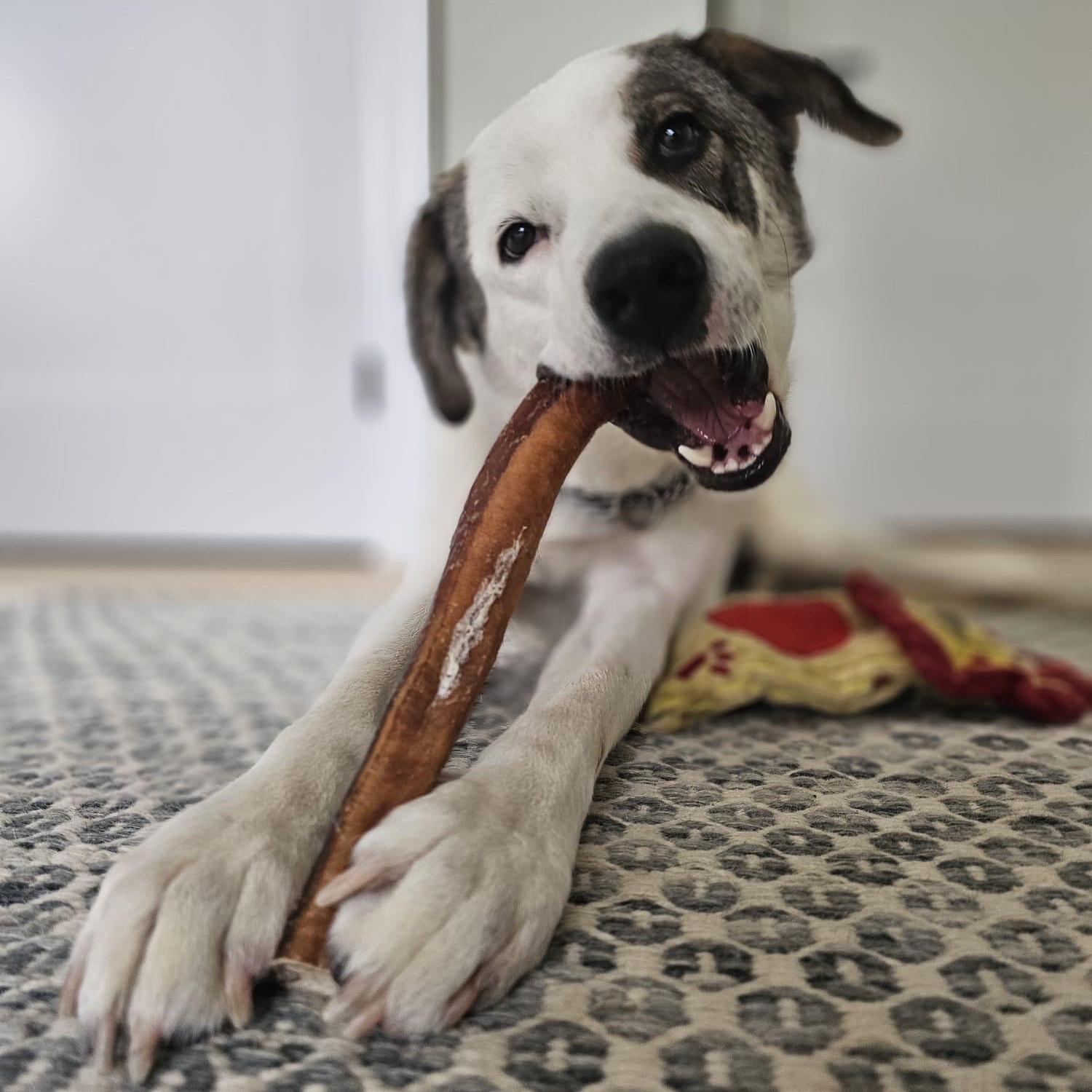 KOBE - the bestest boy