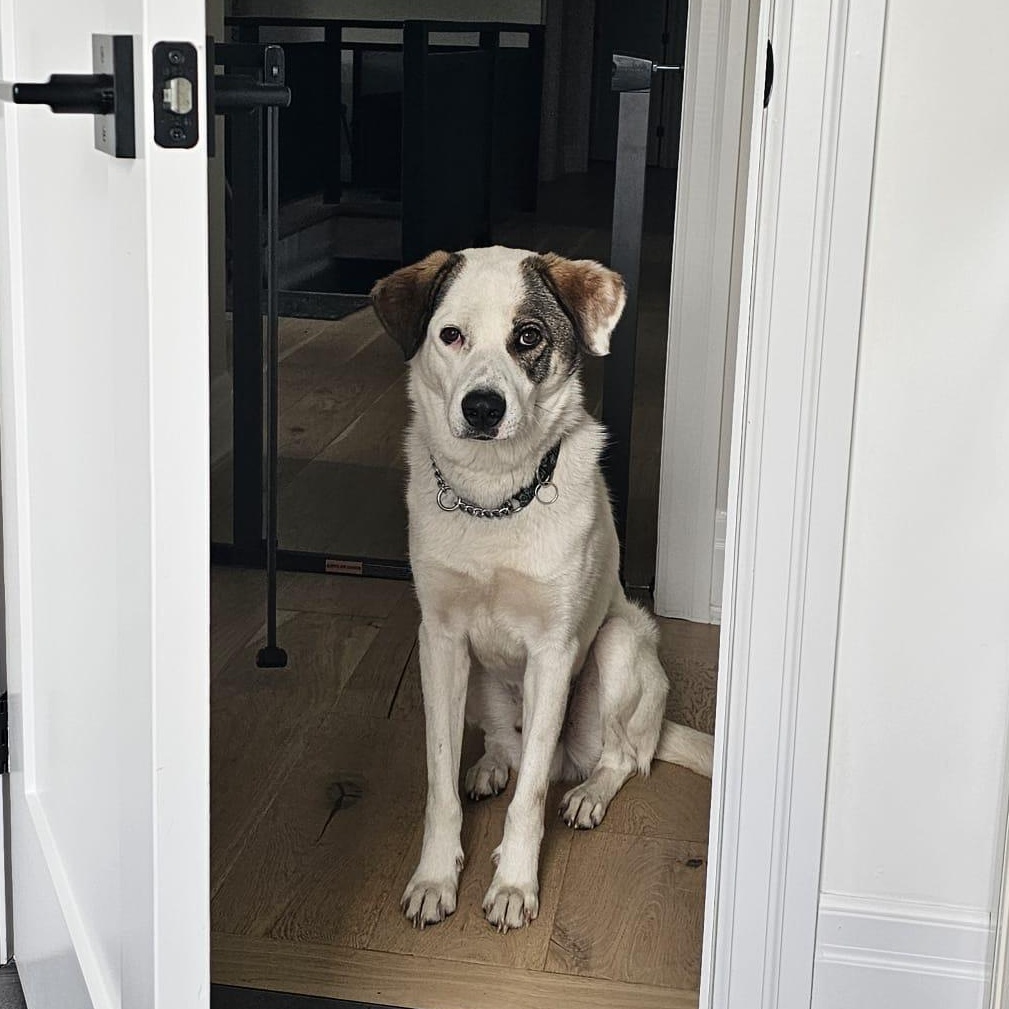 KOBE - the bestest boy