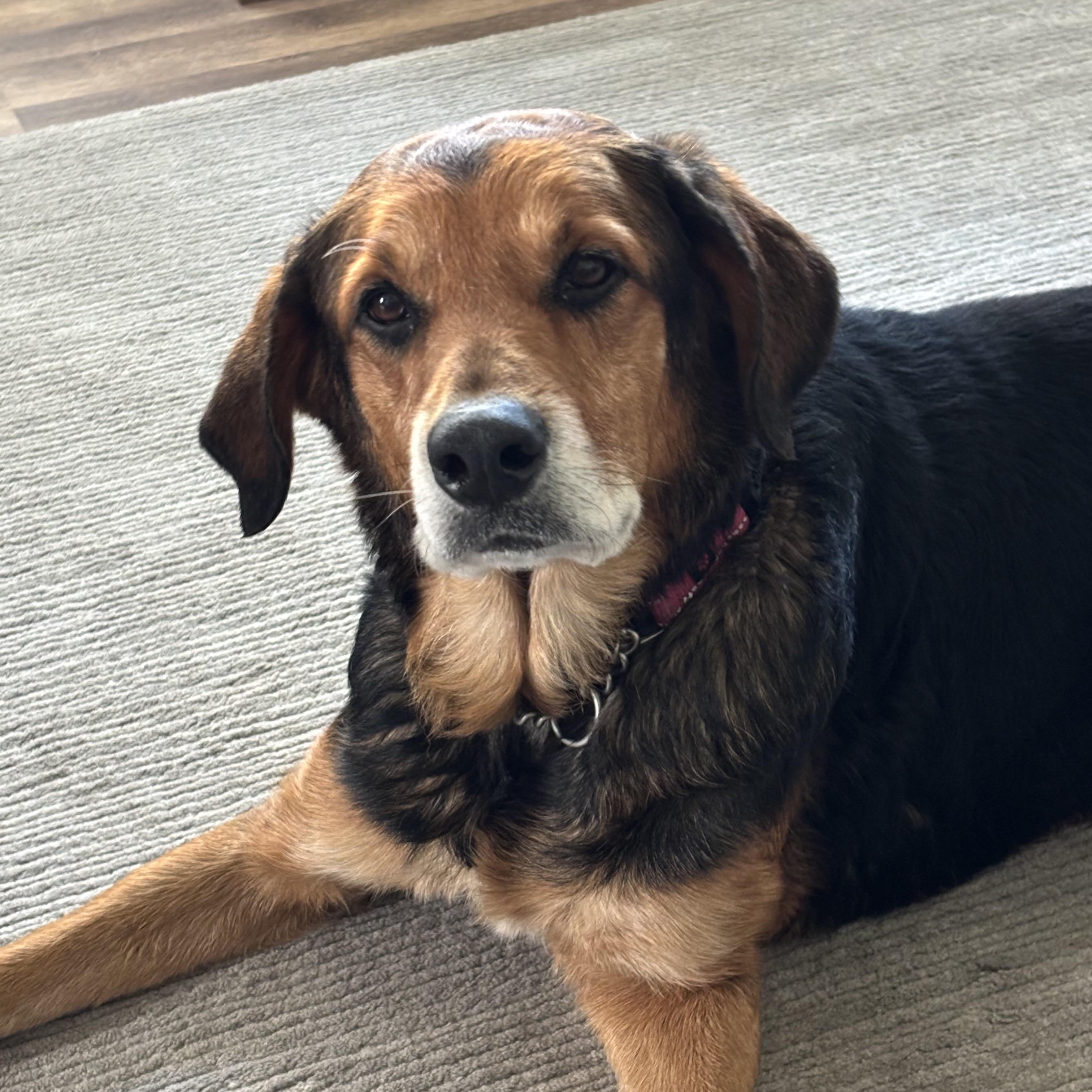 Mr. T Ask to Meet!! In Foster!!, adoptable, Senior Male Mixed Breed & Shepherd.