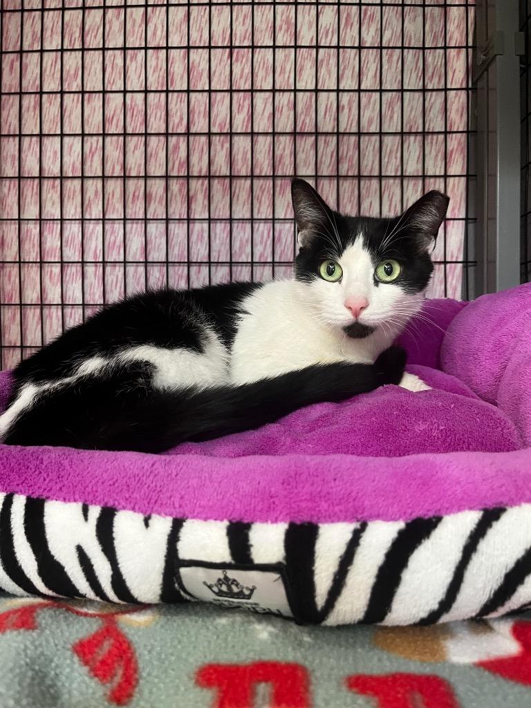 Leah, Adoptable, Adult Female Domestic Short Hair.