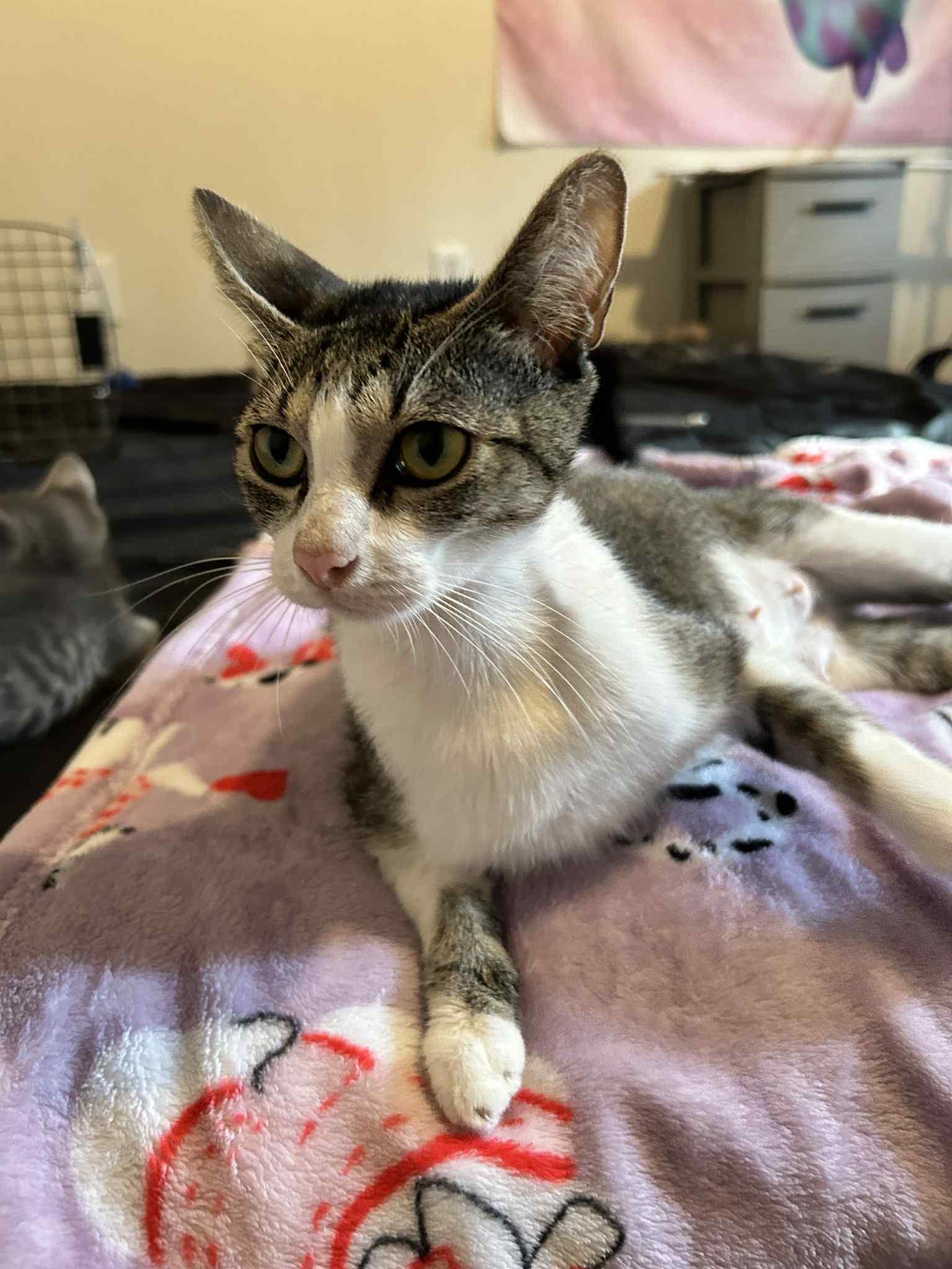 Tilly, Adoptable, Adult Female American Shorthair.