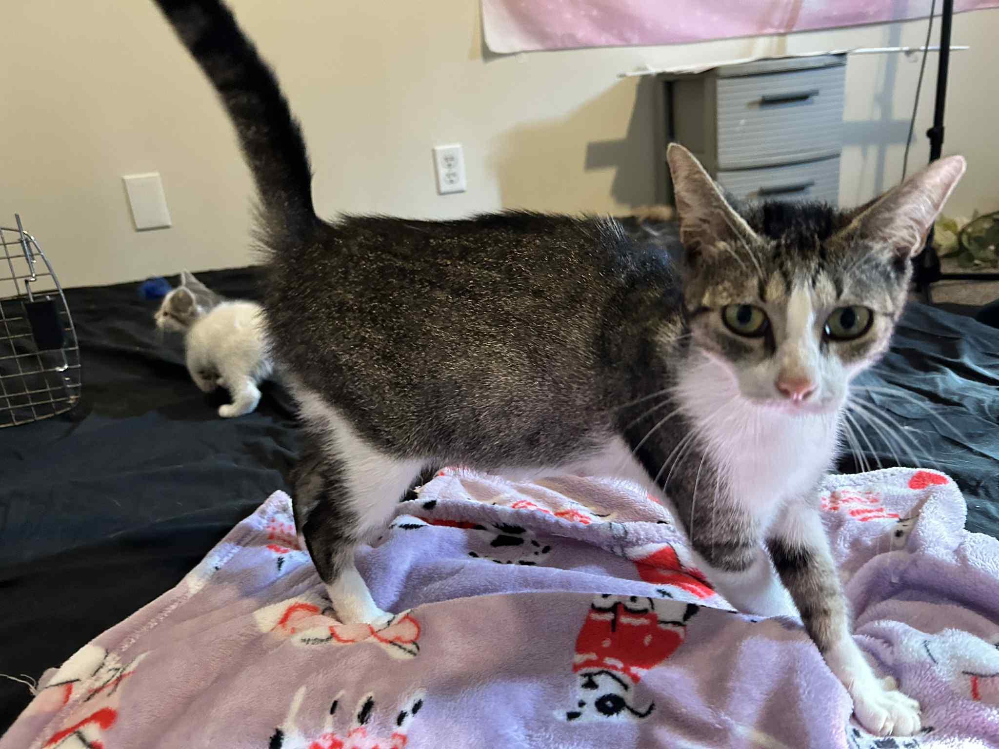 Tilly, a Adoptable American Shorthair in Polk city, FL image 2/2