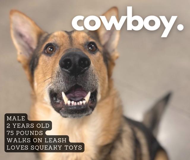 Cowboy, Adoptable, Adult Male German Shepherd Dog.