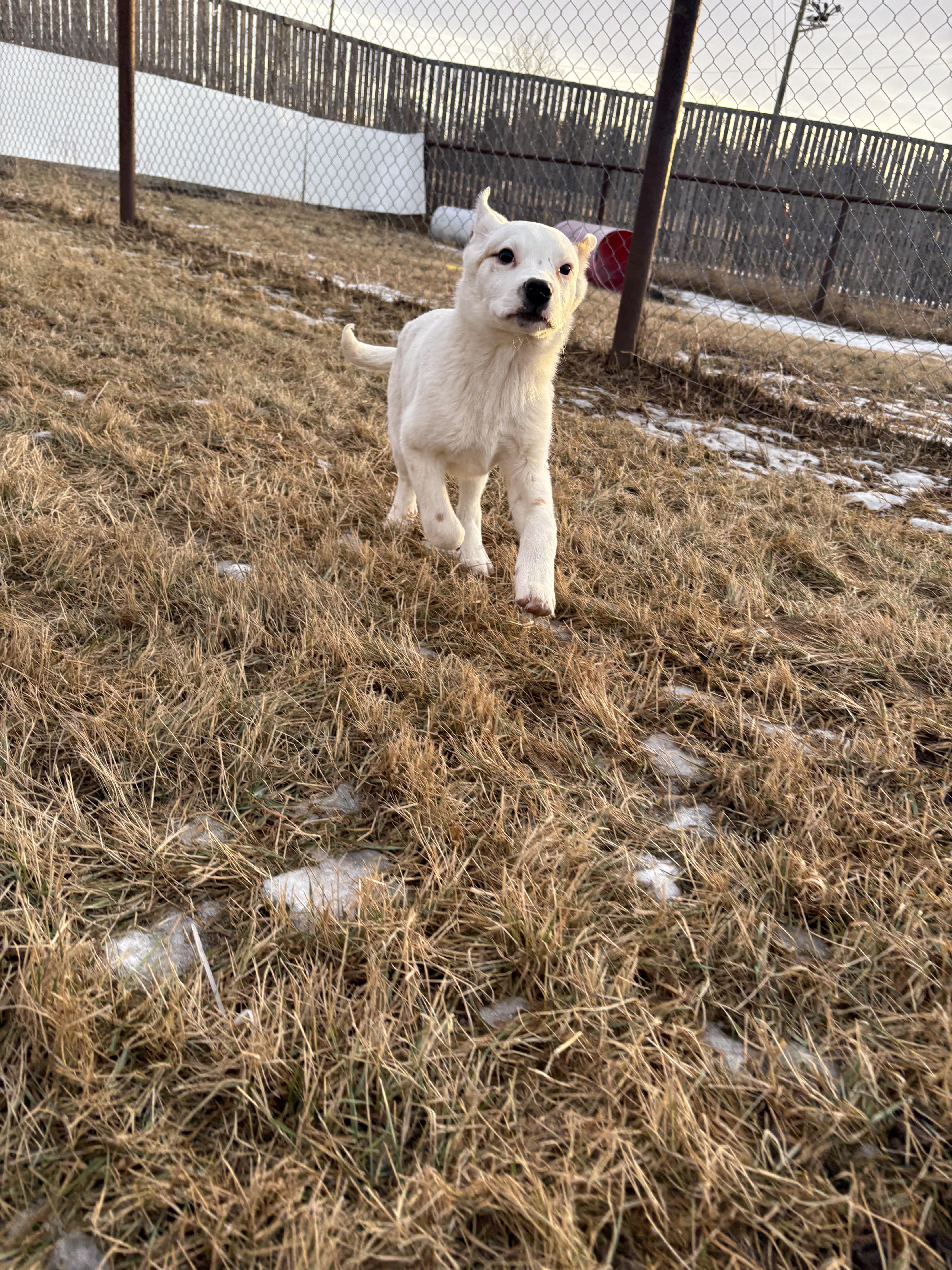 Enlarge Louie, a Adoptable mixed breed in Crossfield, AB image 2/6
