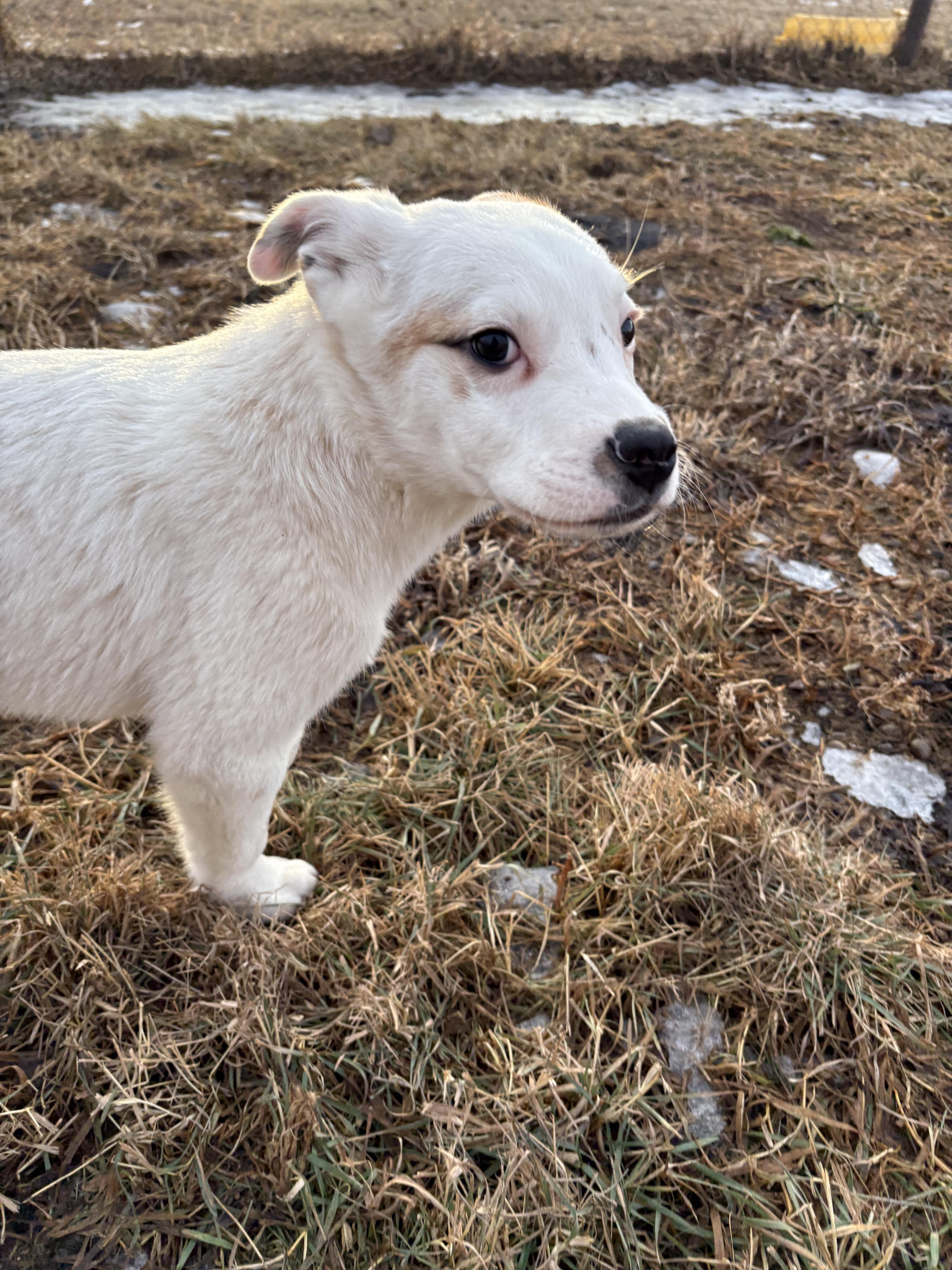 Enlarge Louie, a Adoptable mixed breed in Crossfield, AB image 6/6
