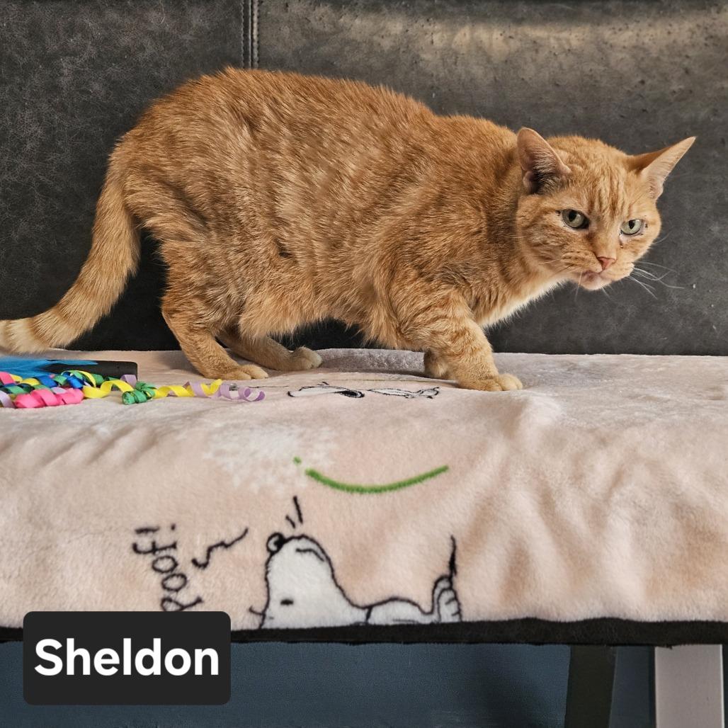 Enlarge Sheldon, a Adoptable Domestic Short Hair in Nashville, TN image 1/1