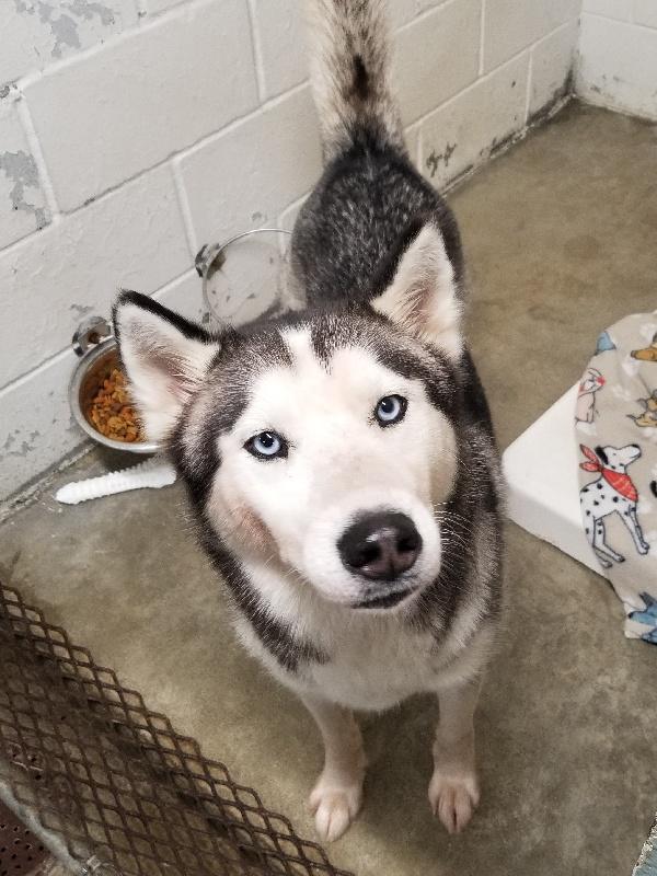 Enlarge ICE, a Adoptable Siberian Husky in Carmel, IN image 1/1