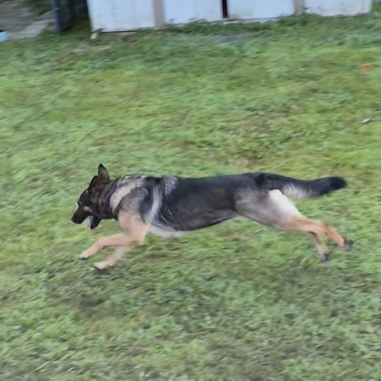 Maddie, Adoptable, Adult Female German Shepherd Dog.