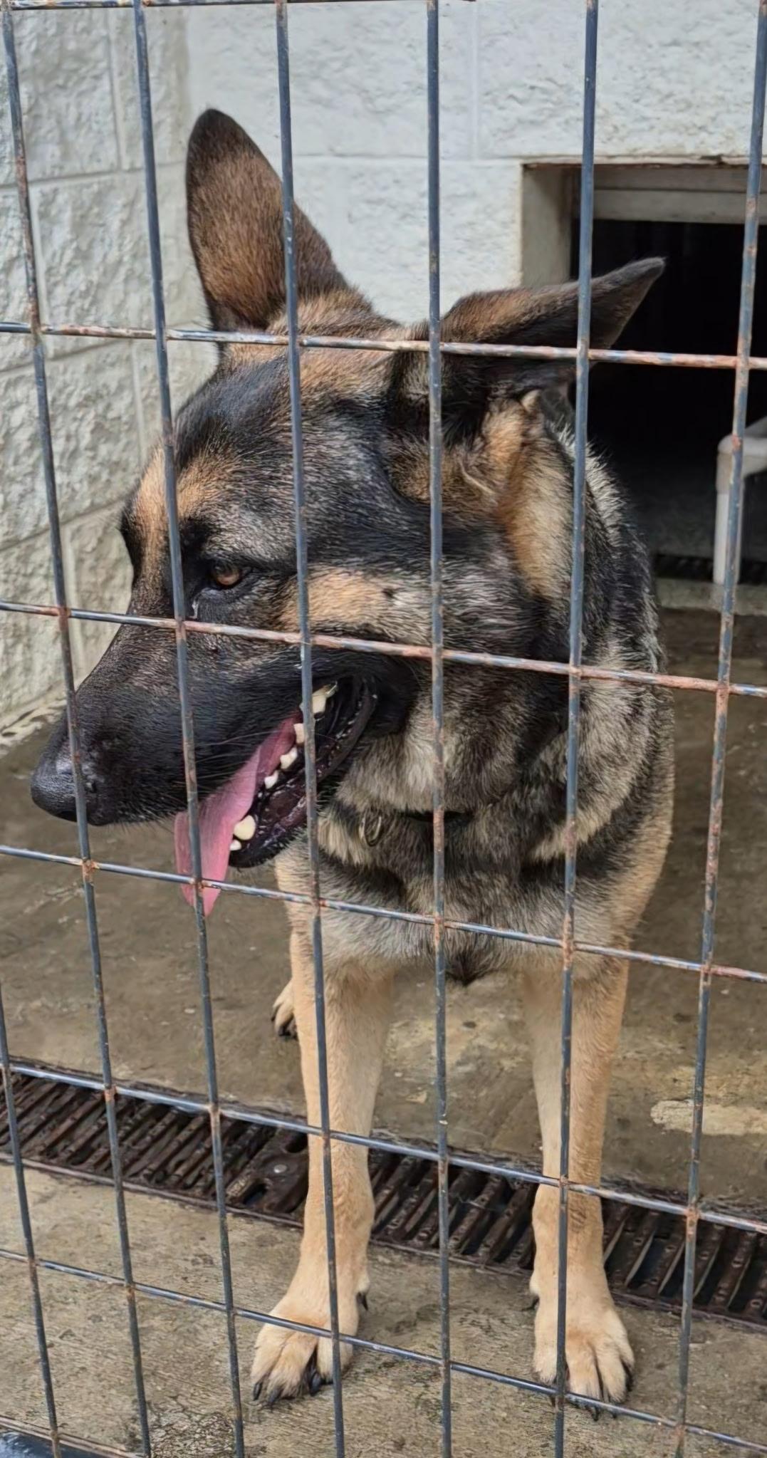 Maddie, adopted, Adult Female German Shepherd Dog.