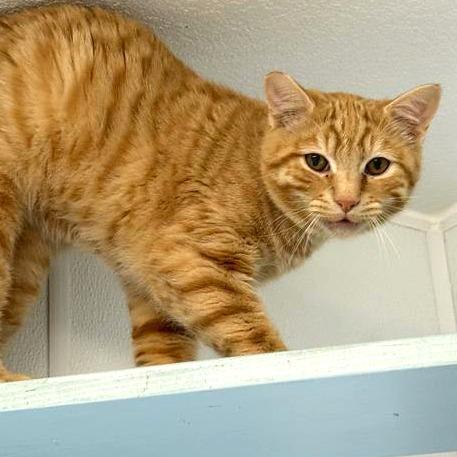 Rusty, Adoptable, Young Male Domestic Short Hair.