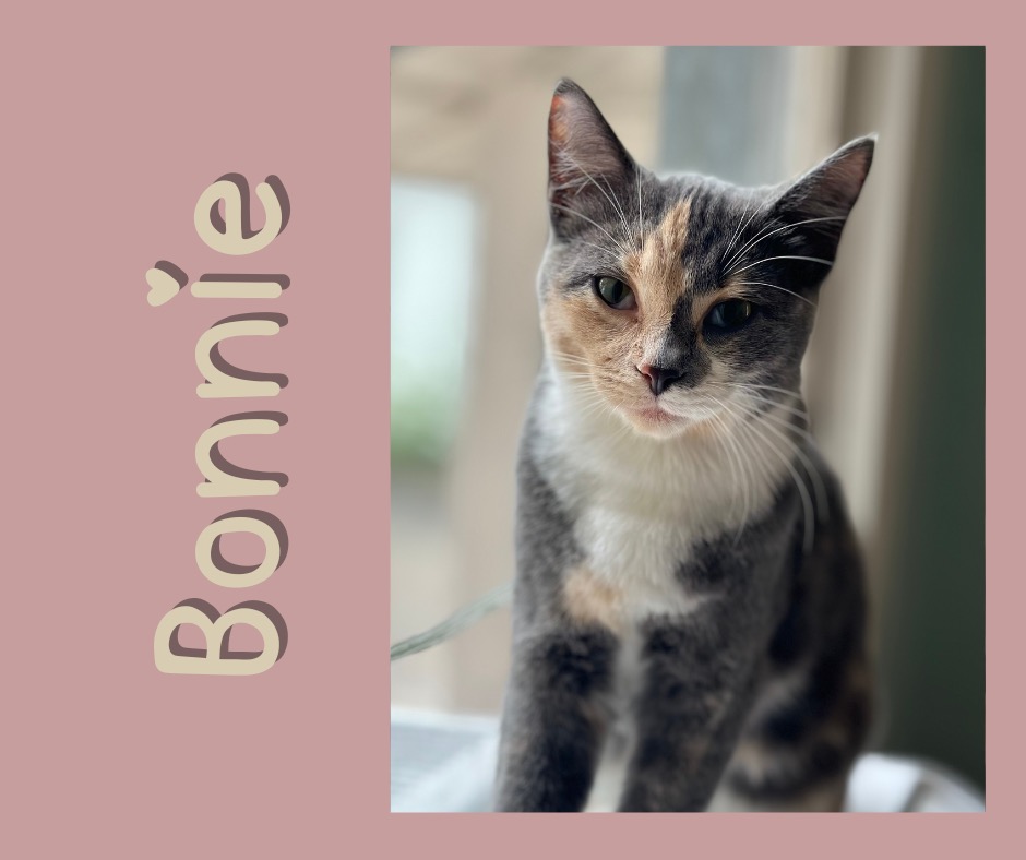 Enlarge Bonnie, a Adopted Dilute Calico in Clinton, NC image 1/1