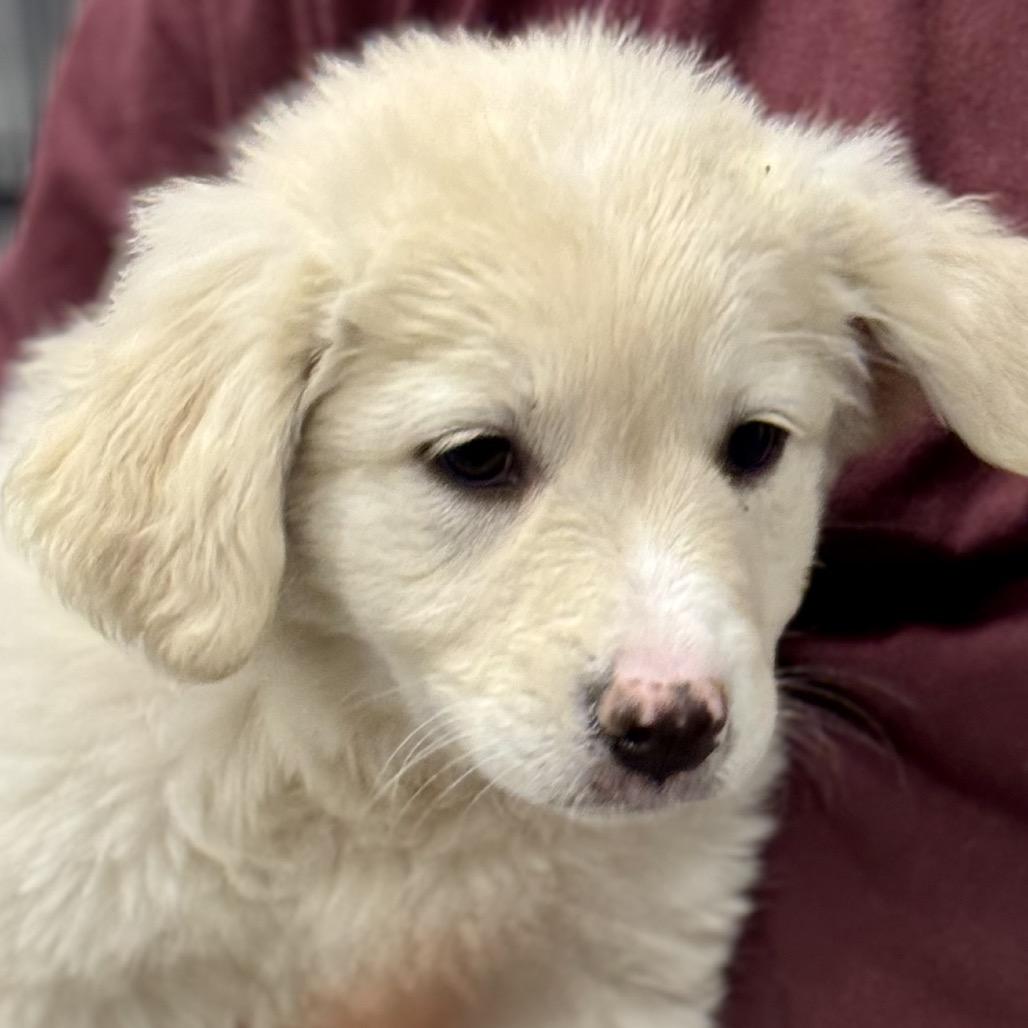 Enlarge JUICY, a ADOPTABLE mixed breed in La Grange, KY image 2/4