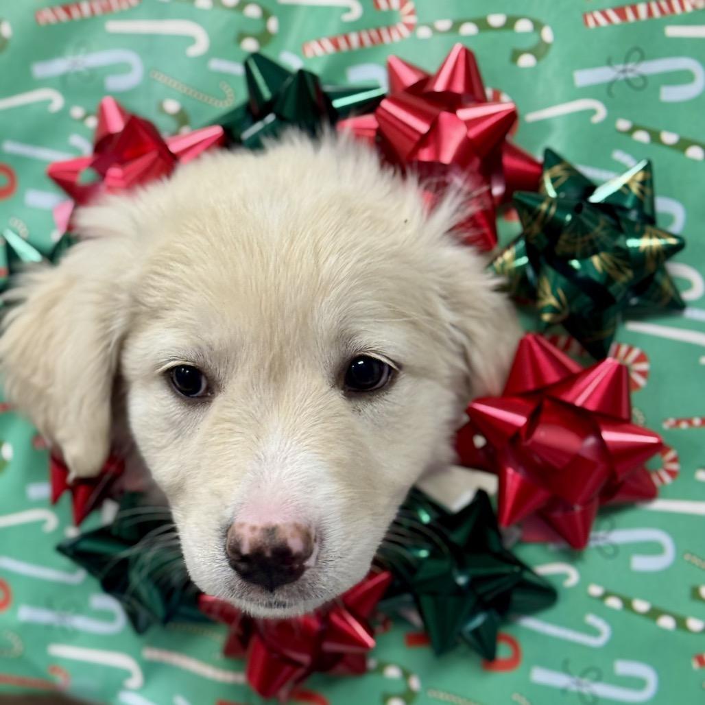 Enlarge JUICY, a ADOPTABLE mixed breed in La Grange, KY image 3/4