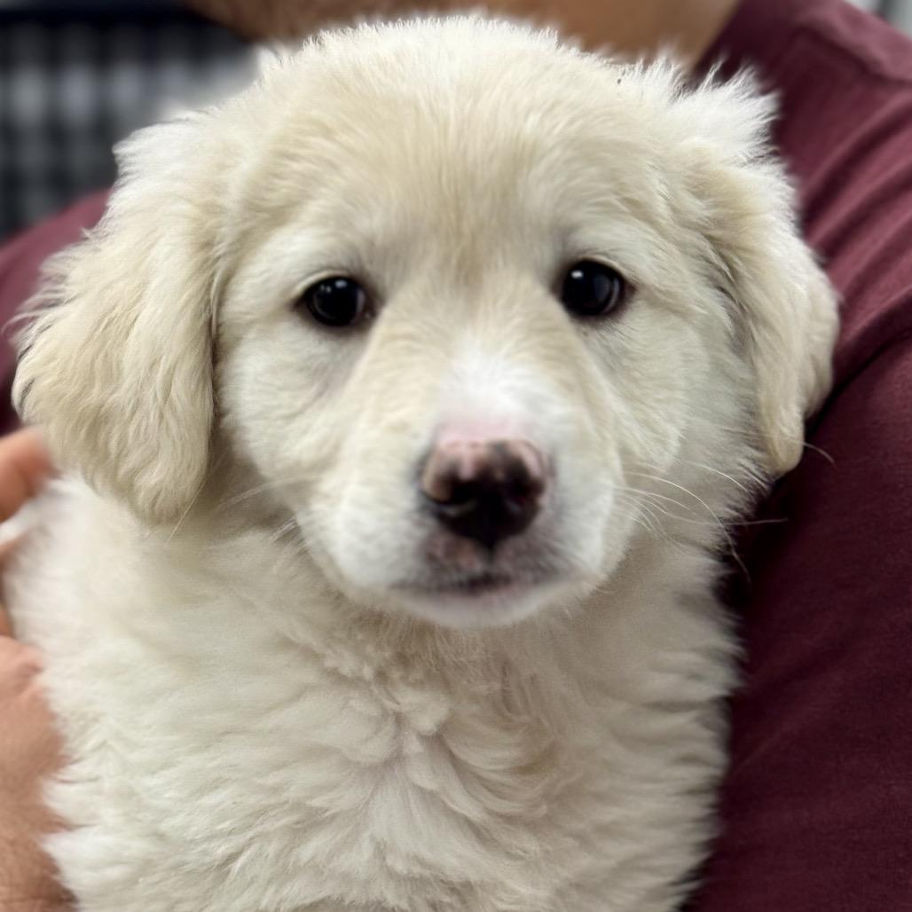 Enlarge JUICY, a ADOPTABLE mixed breed in La Grange, KY image 1/4