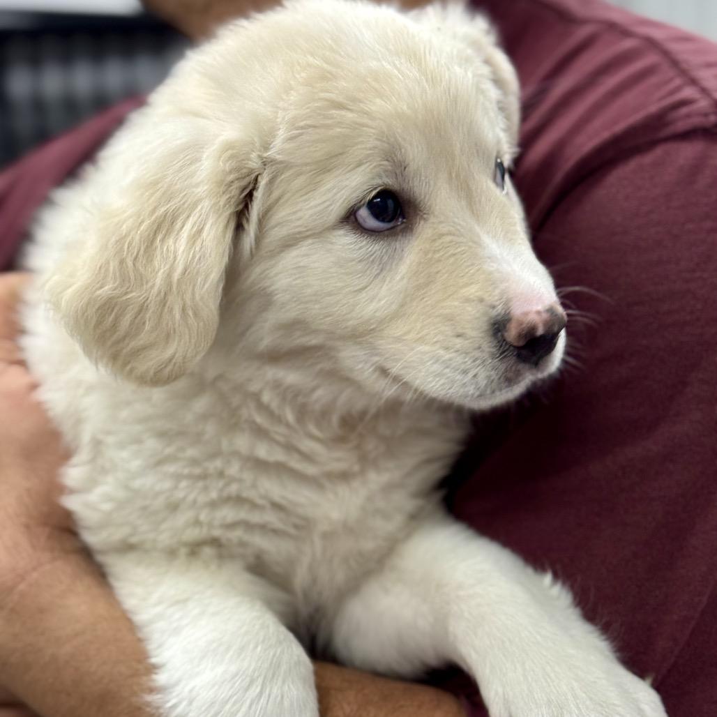 Enlarge JUICY, a ADOPTABLE mixed breed in La Grange, KY image 4/4
