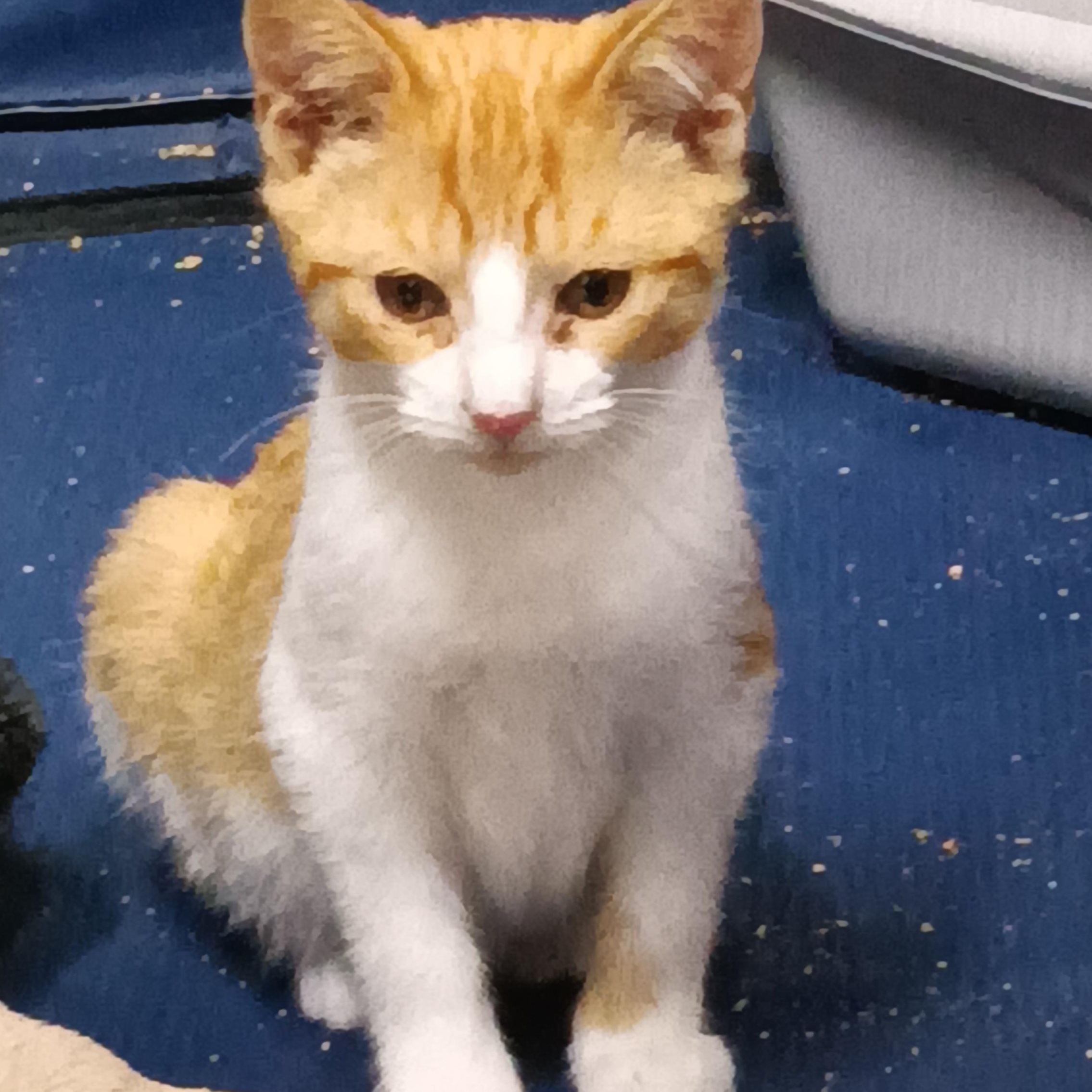 Blaze, adoptable, Kitten Male Domestic Short Hair.