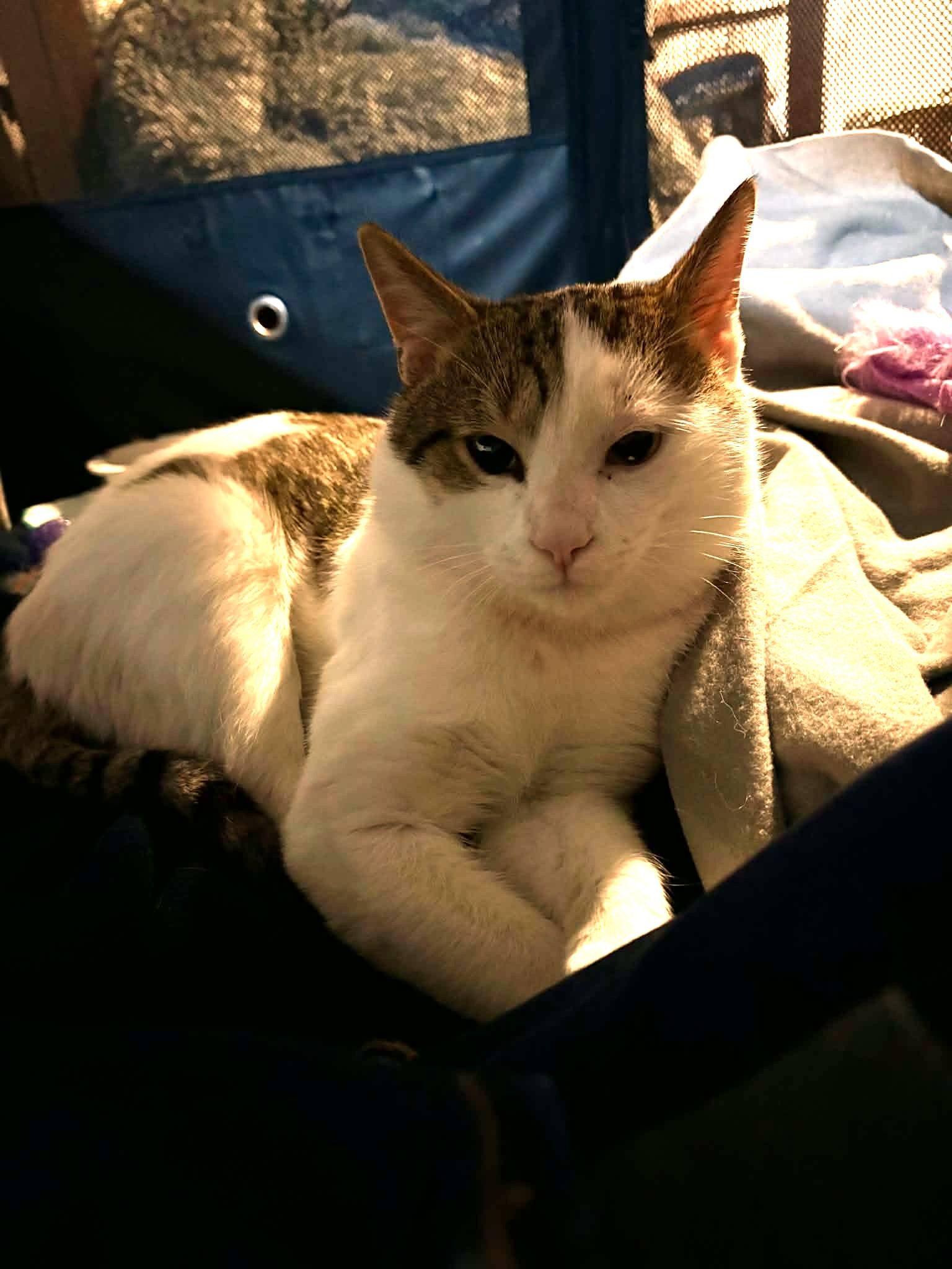 Enlarge Enrique (Rico), a Adopted Domestic Short Hair in Pittsburgh, PA image 2/5
