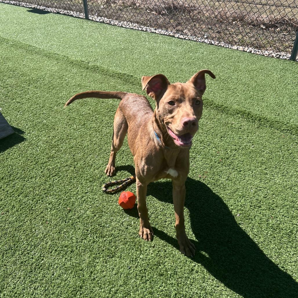 Enlarge Twizzy, a Adoptable mixed breed in Bristol, IN image 1/6