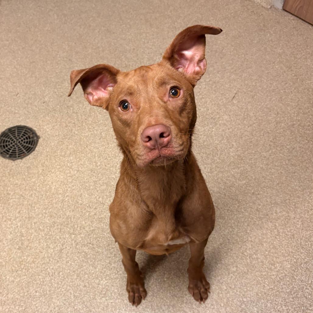 Enlarge Twizzy, a Adoptable mixed breed in Bristol, IN image 2/6