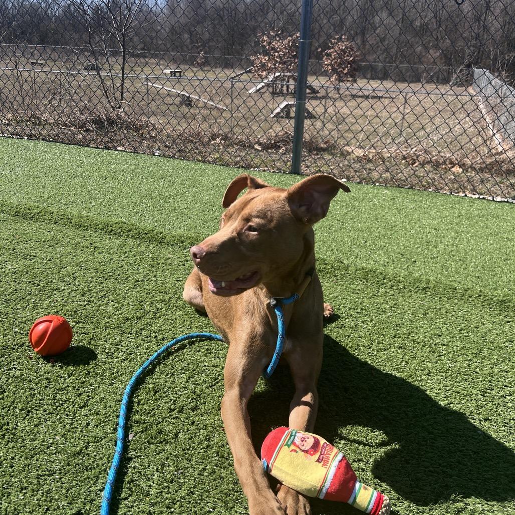 Enlarge Twizzy, a Adoptable mixed breed in Bristol, IN image 3/6