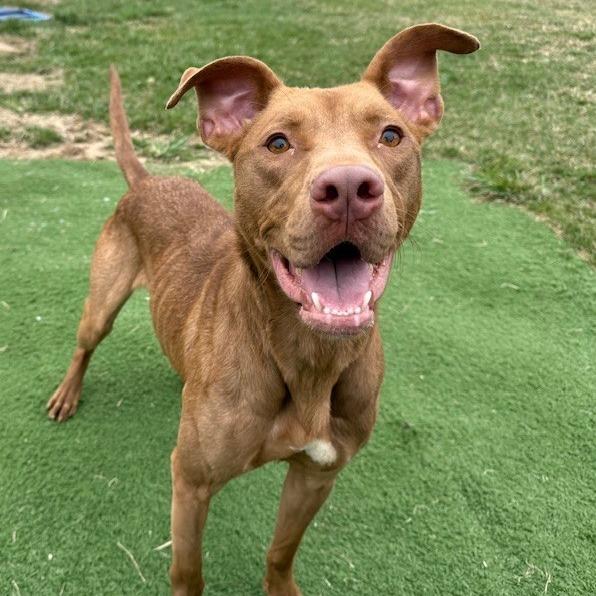 Enlarge Twizzy, a Adoptable mixed breed in Bristol, IN image 4/6