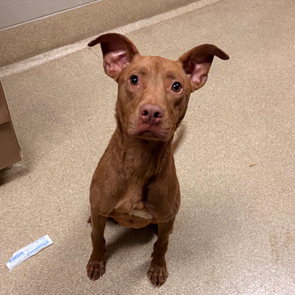 Enlarge Twizzy, a Adoptable mixed breed in Bristol, IN image 5/6