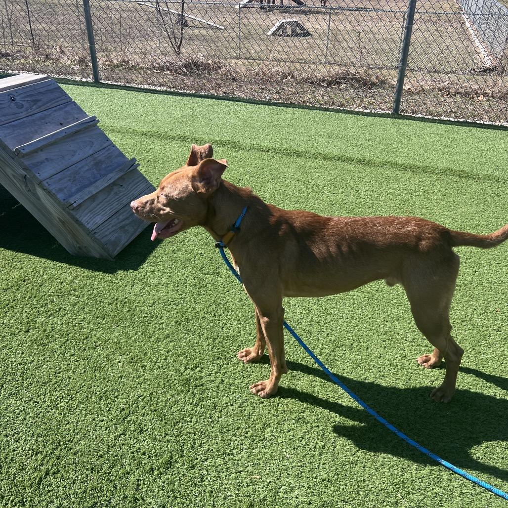 Enlarge Twizzy, a Adoptable mixed breed in Bristol, IN image 6/6