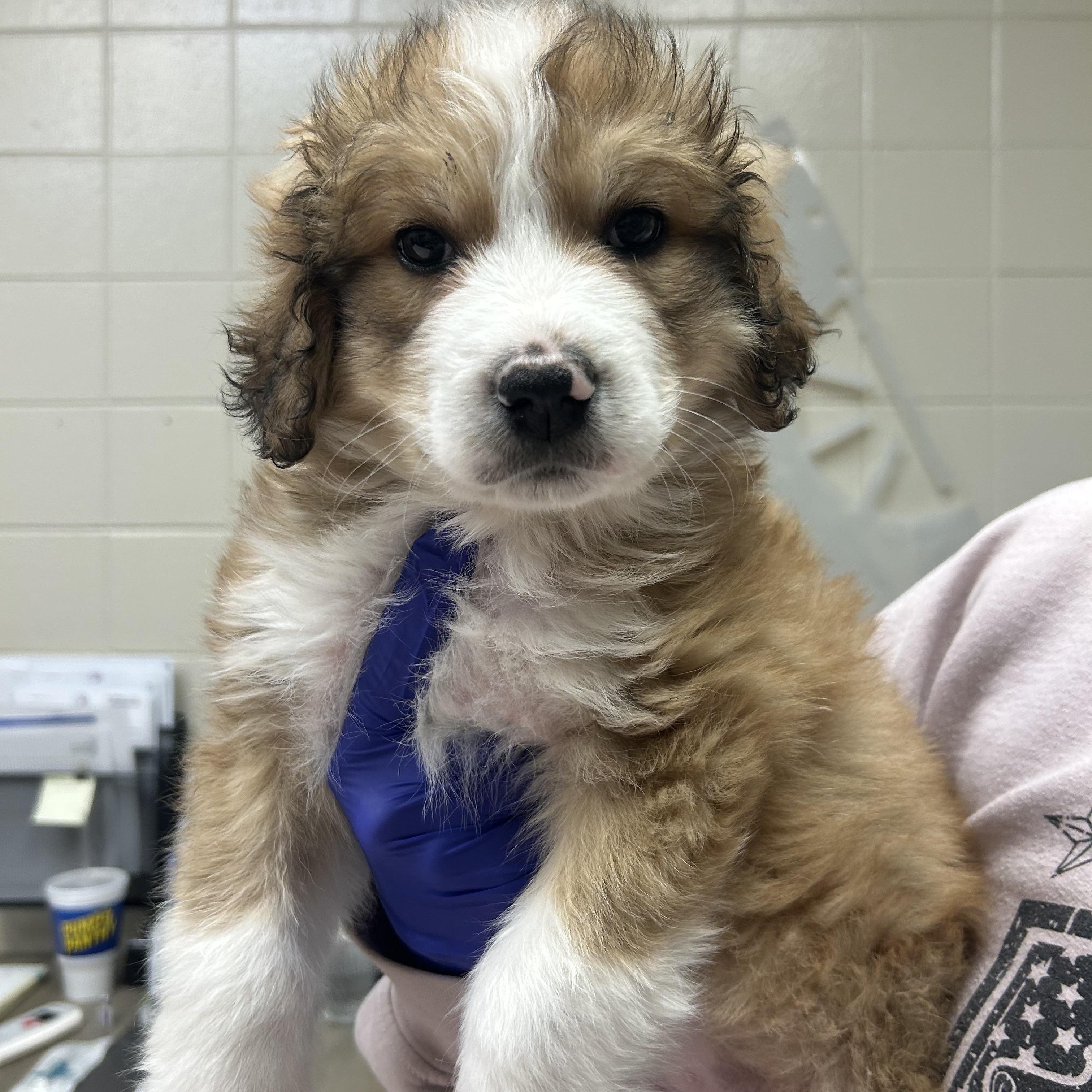 Cookie, adopted, Puppy Female Great Pyrenees & Australian Shepherd.