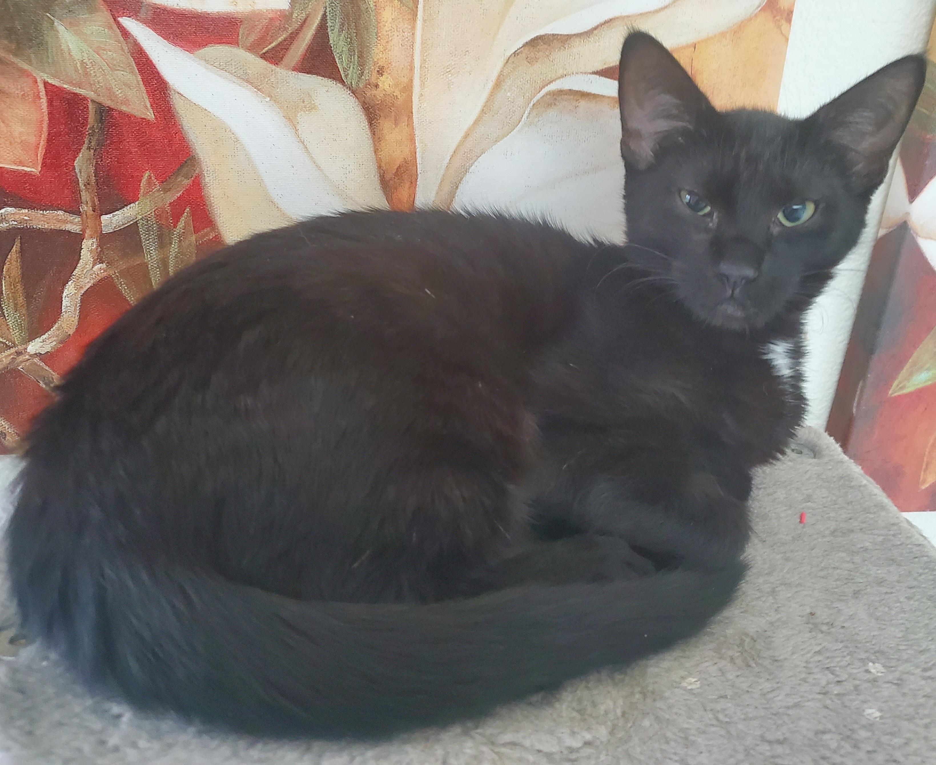 Enlarge Bitsie, an adopted mixed breed in Portland, OR image 2/6