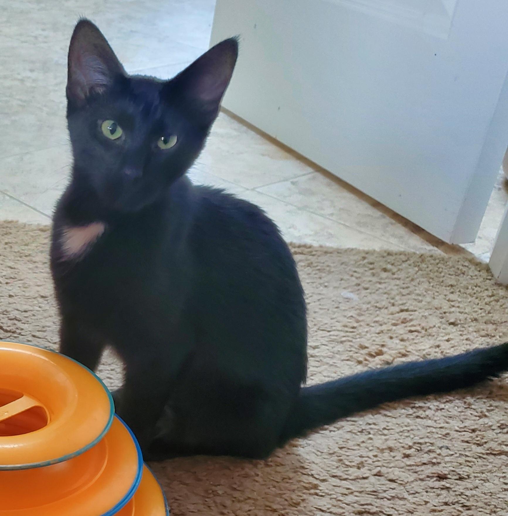 Enlarge Bitsie, an adopted mixed breed in Portland, OR image 4/6