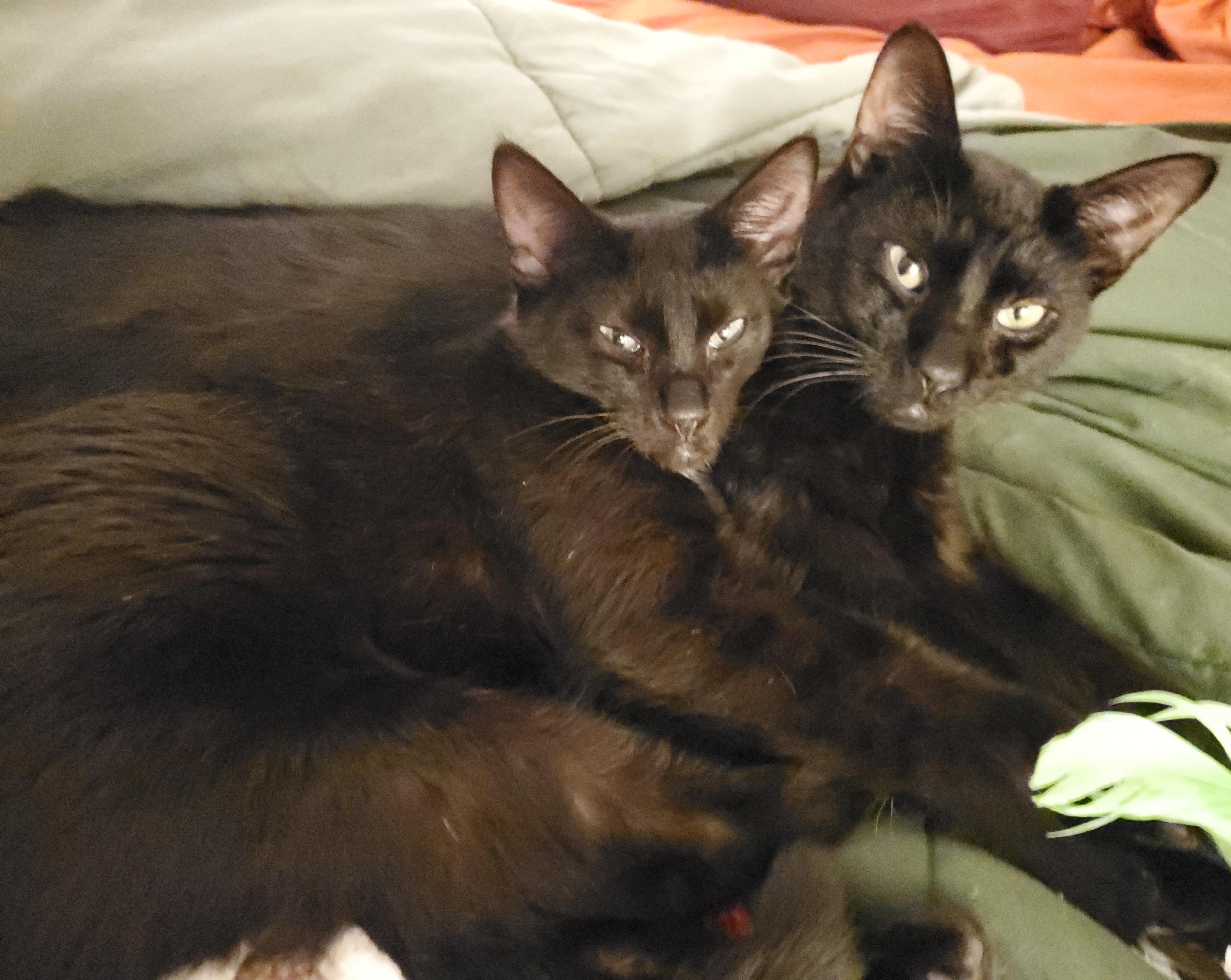 Enlarge Bitsie, an adopted mixed breed in Portland, OR image 6/6