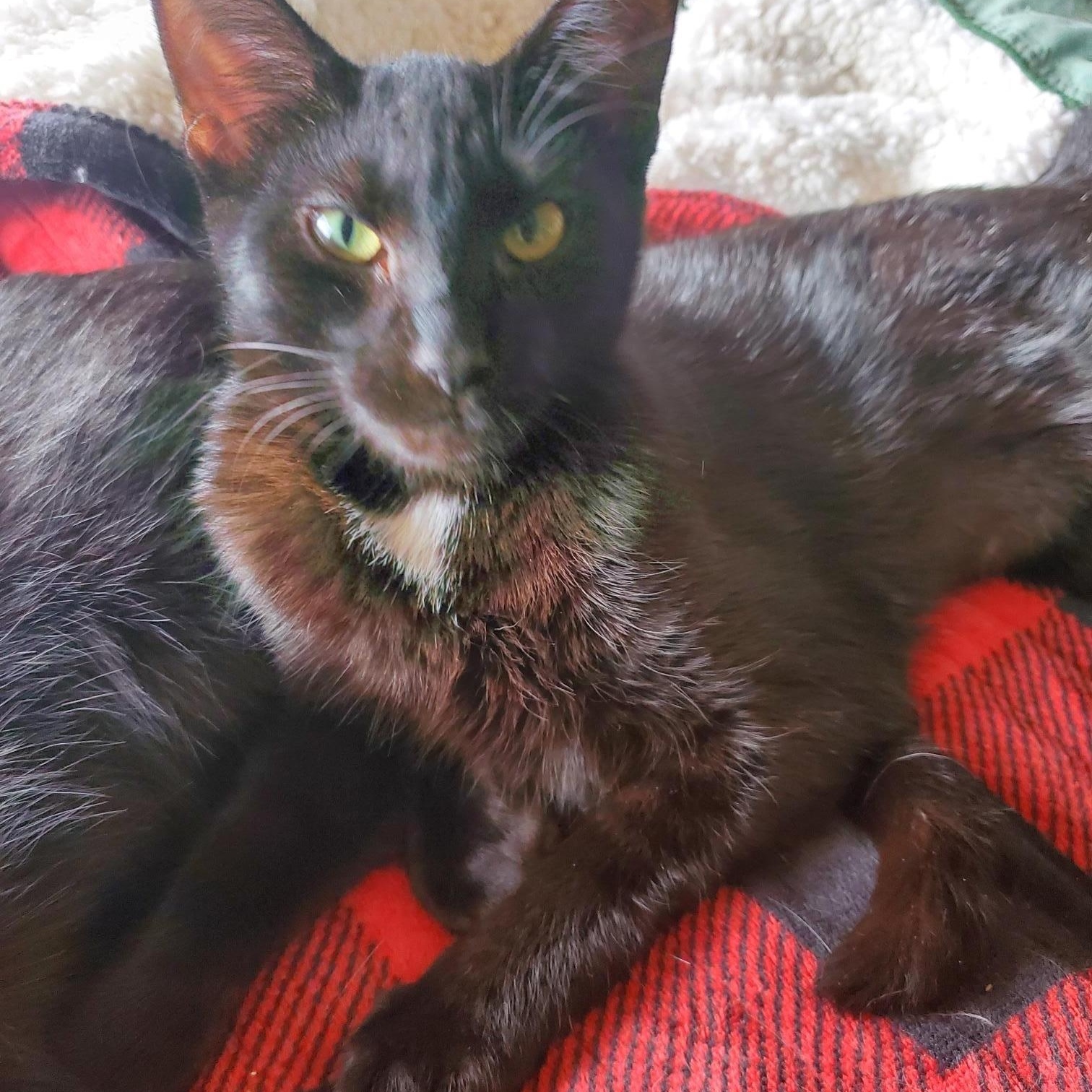 Enlarge Bitsie, an adopted mixed breed in Portland, OR image 3/6