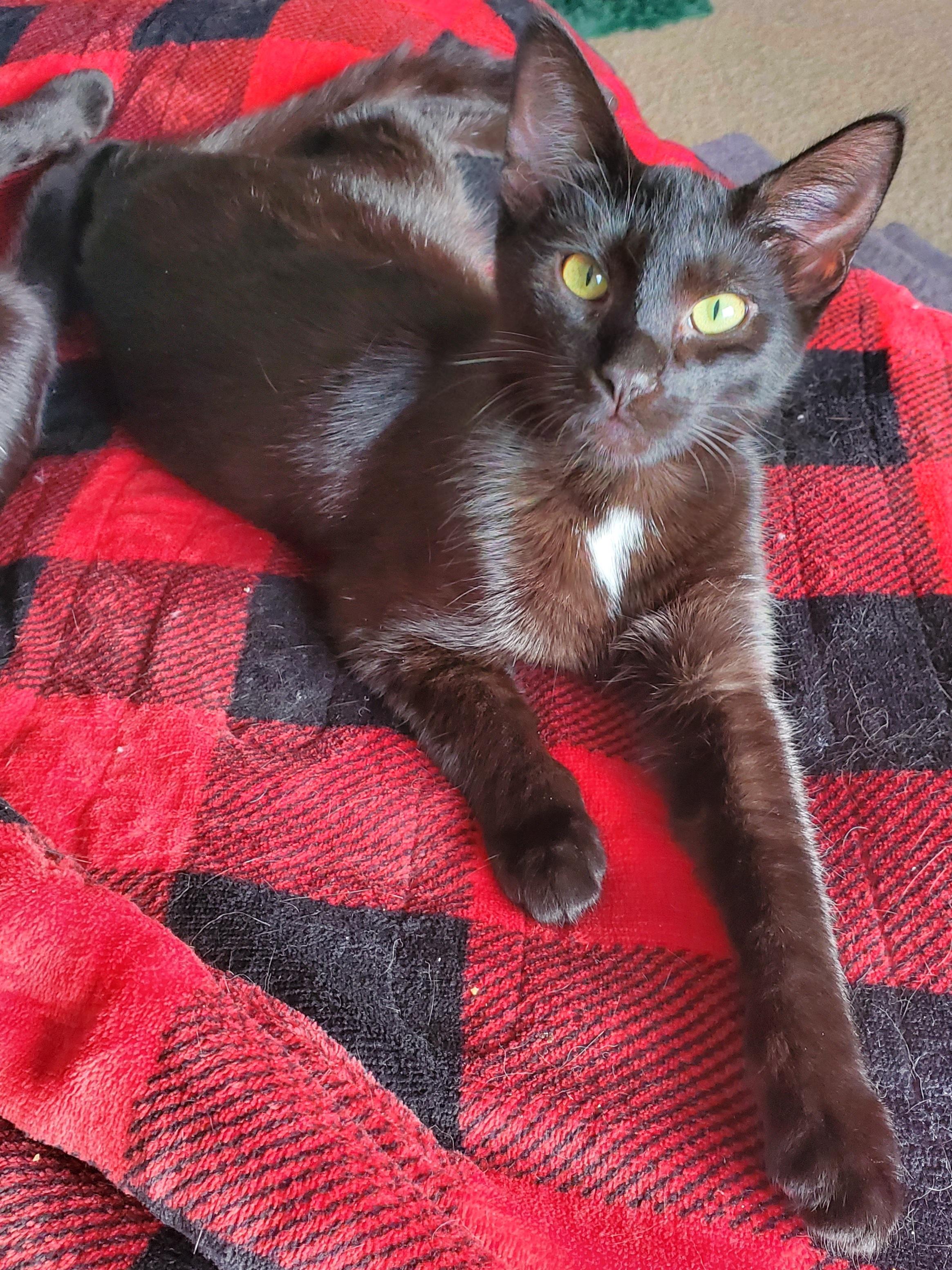 Enlarge Bitsie, an adopted mixed breed in Portland, OR image 5/6