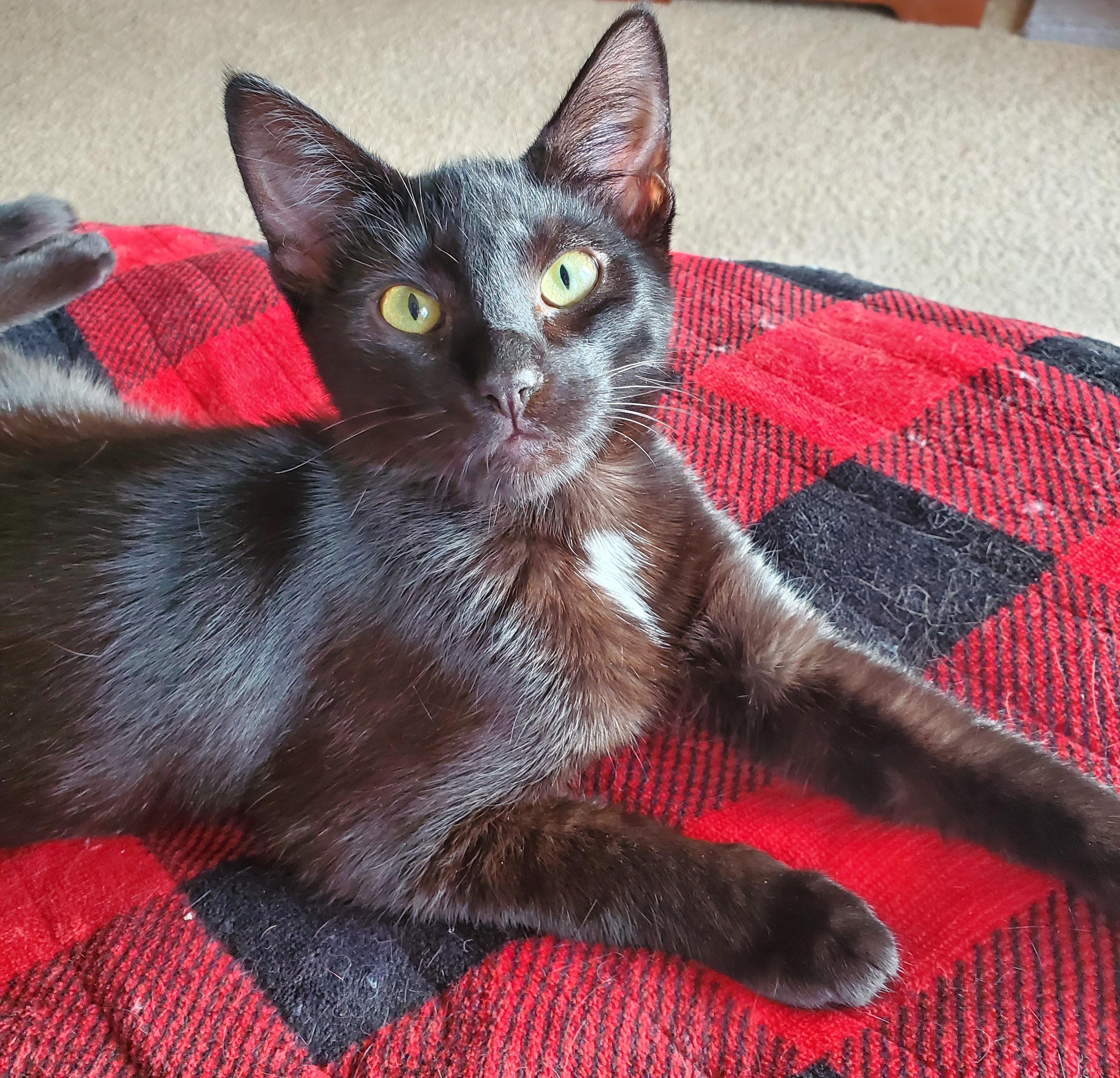 Bitsie, adopted, Kitten Female Siamese & Domestic Short Hair.