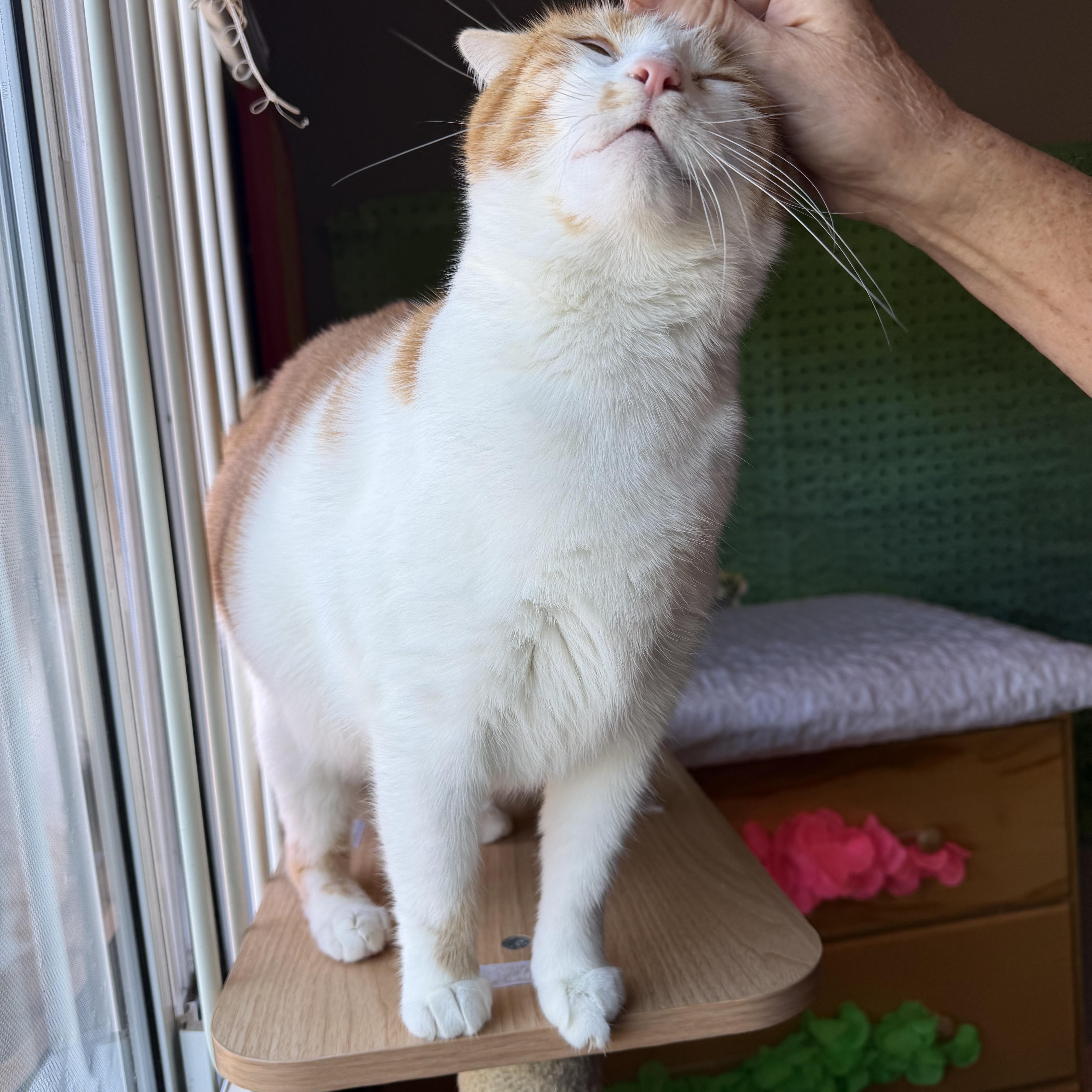 Enlarge Precious, a Adoptable Domestic Short Hair in Rochester Hills, MI image 3/5