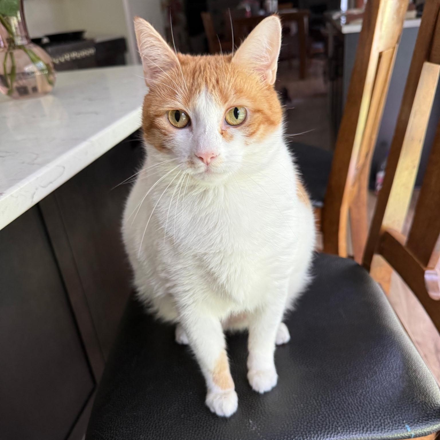 Enlarge Precious, a Adoptable Domestic Short Hair in Rochester Hills, MI image 1/5