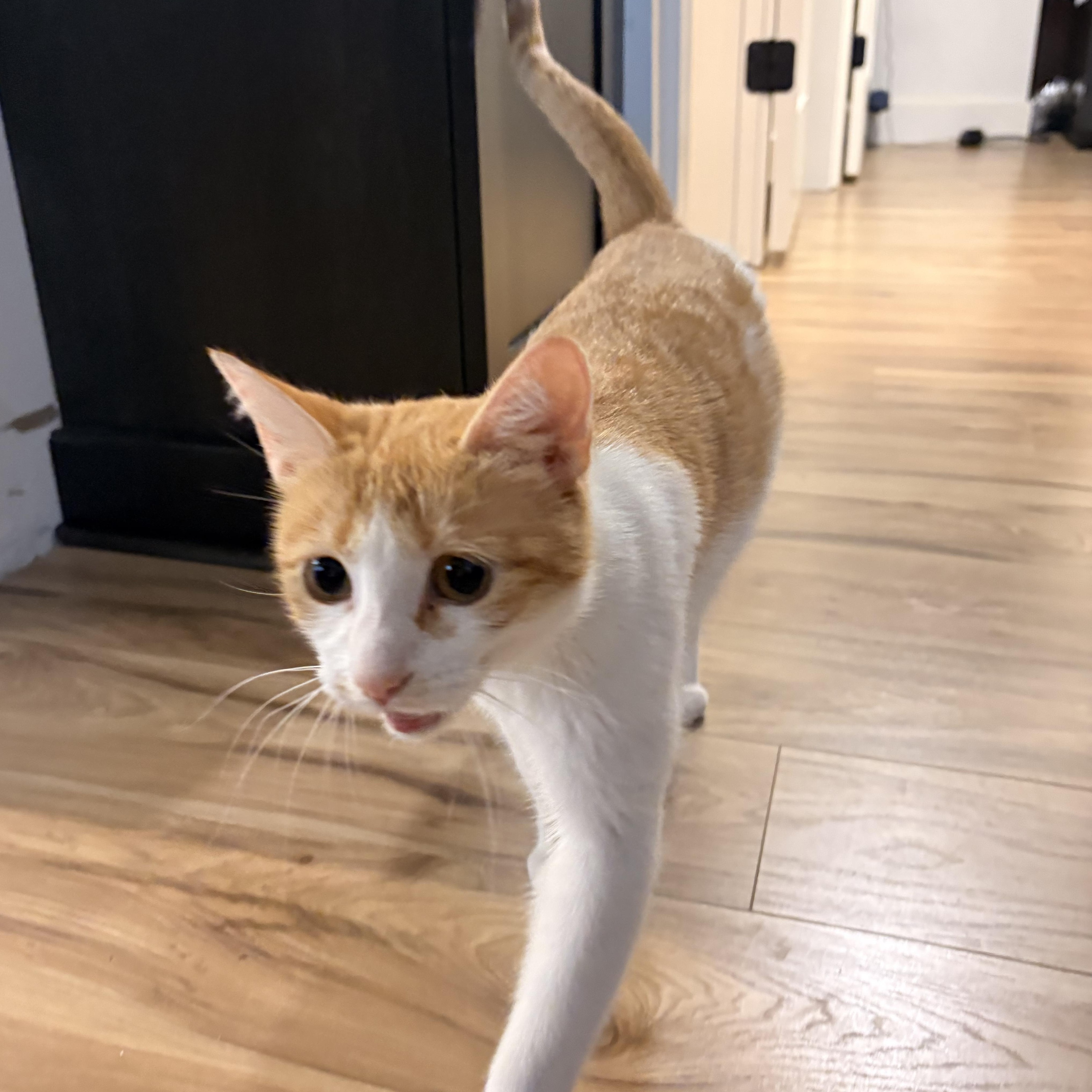 Enlarge Precious, a Adoptable Domestic Short Hair in Rochester Hills, MI image 4/4