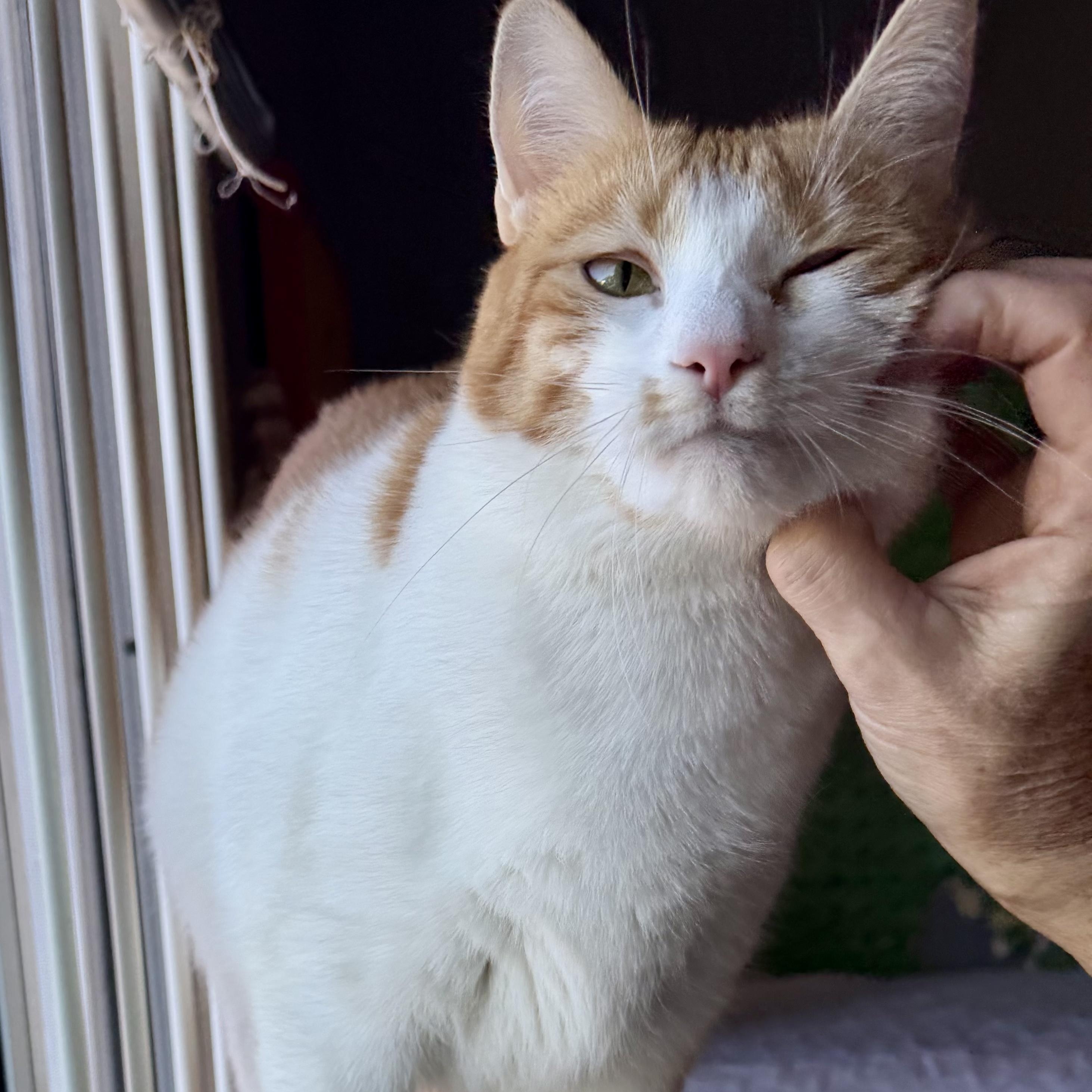Enlarge Precious, a Adoptable Domestic Short Hair in Rochester Hills, MI image 4/5