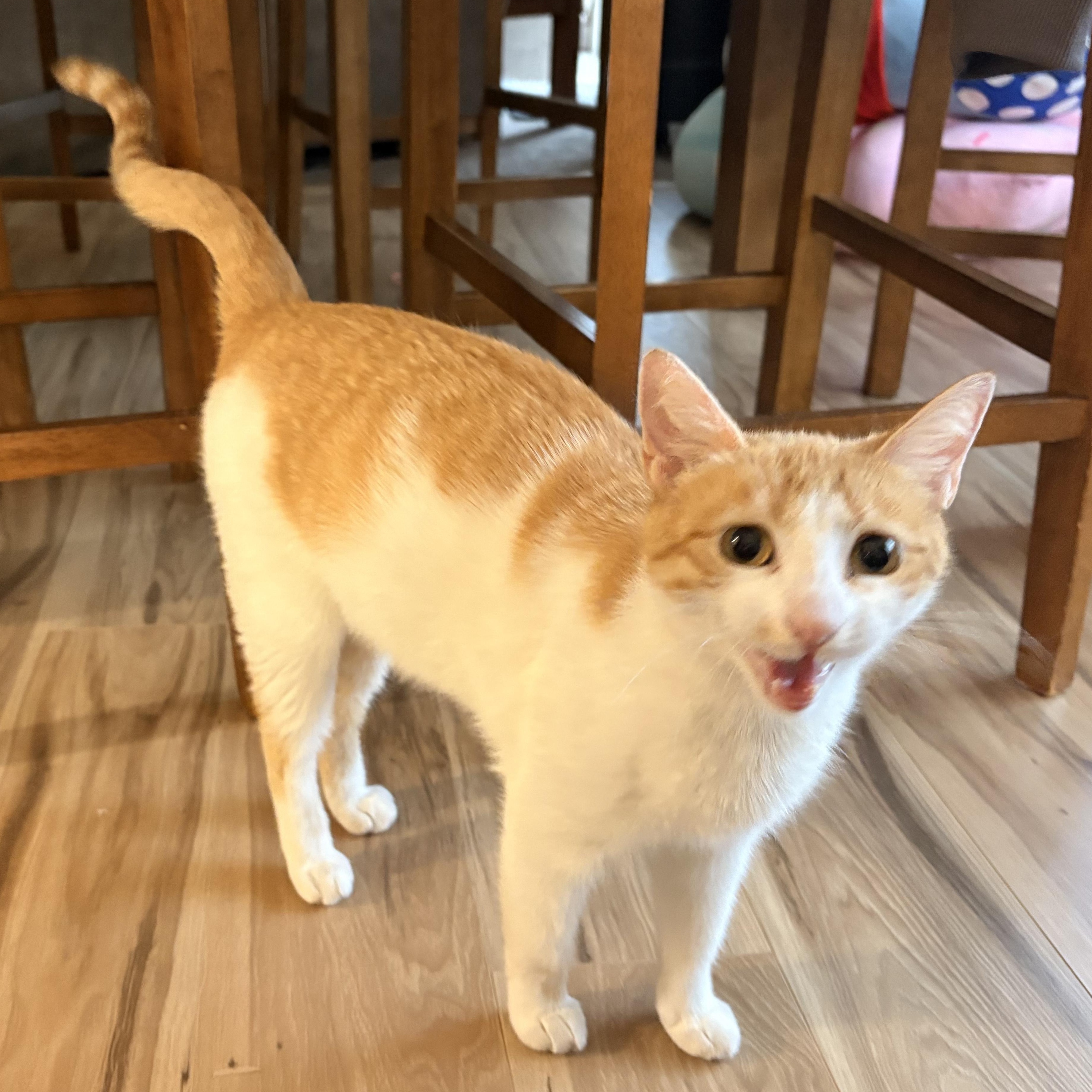 Enlarge Precious, a Adoptable Domestic Short Hair in Rochester Hills, MI image 3/4