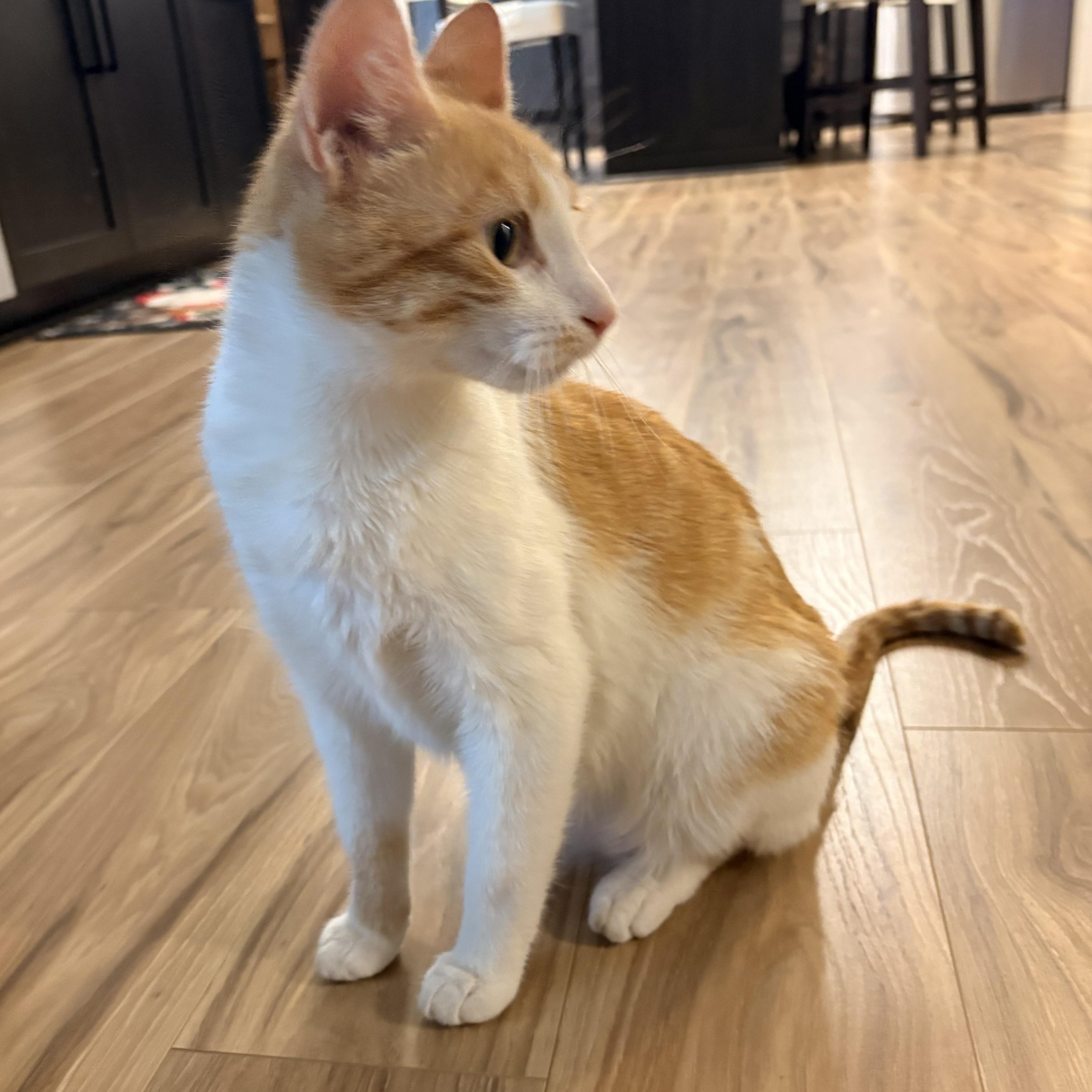 Enlarge Precious, a Adoptable Domestic Short Hair in Rochester Hills, MI image 2/4