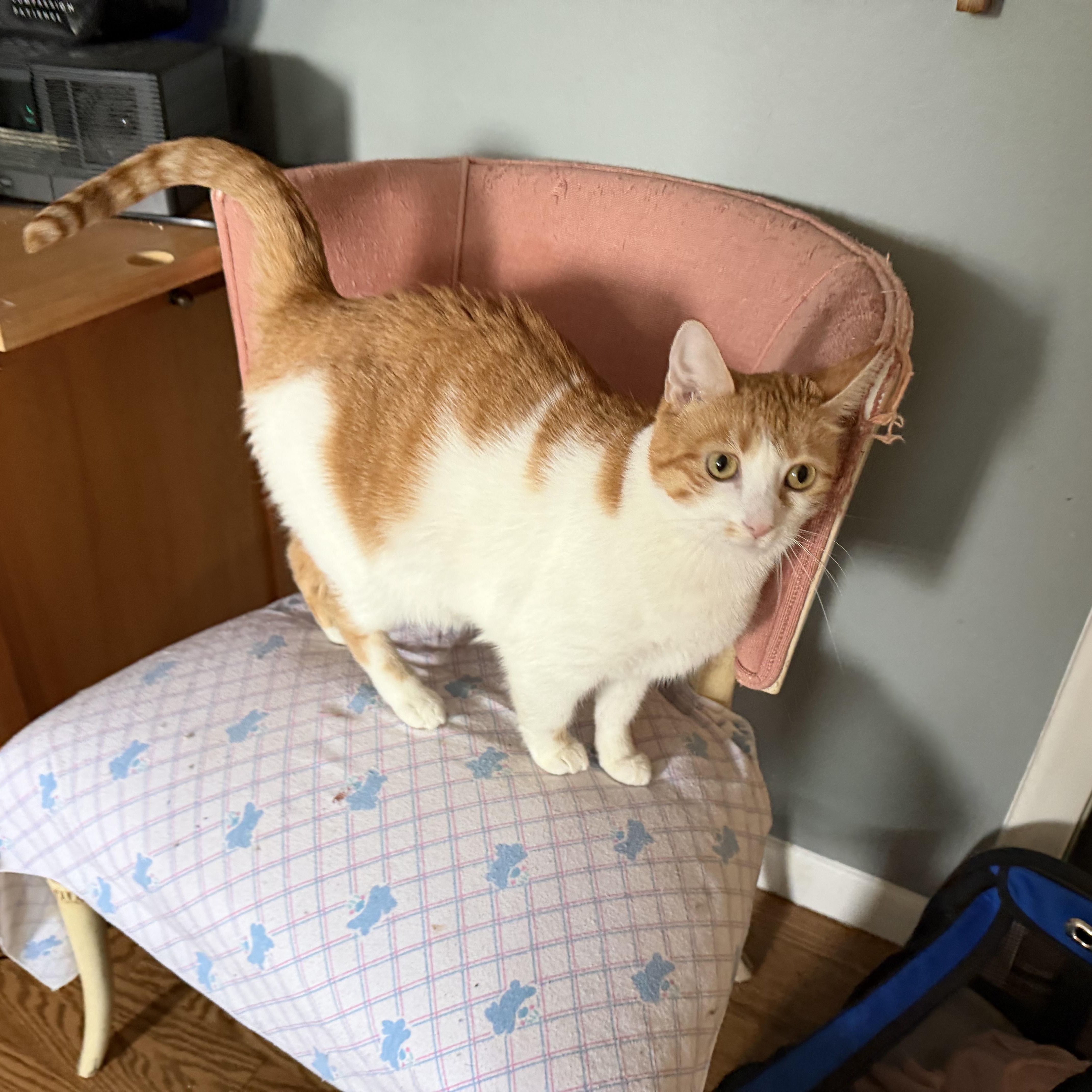 Enlarge Precious, a Adoptable Domestic Short Hair in Rochester Hills, MI image 5/5