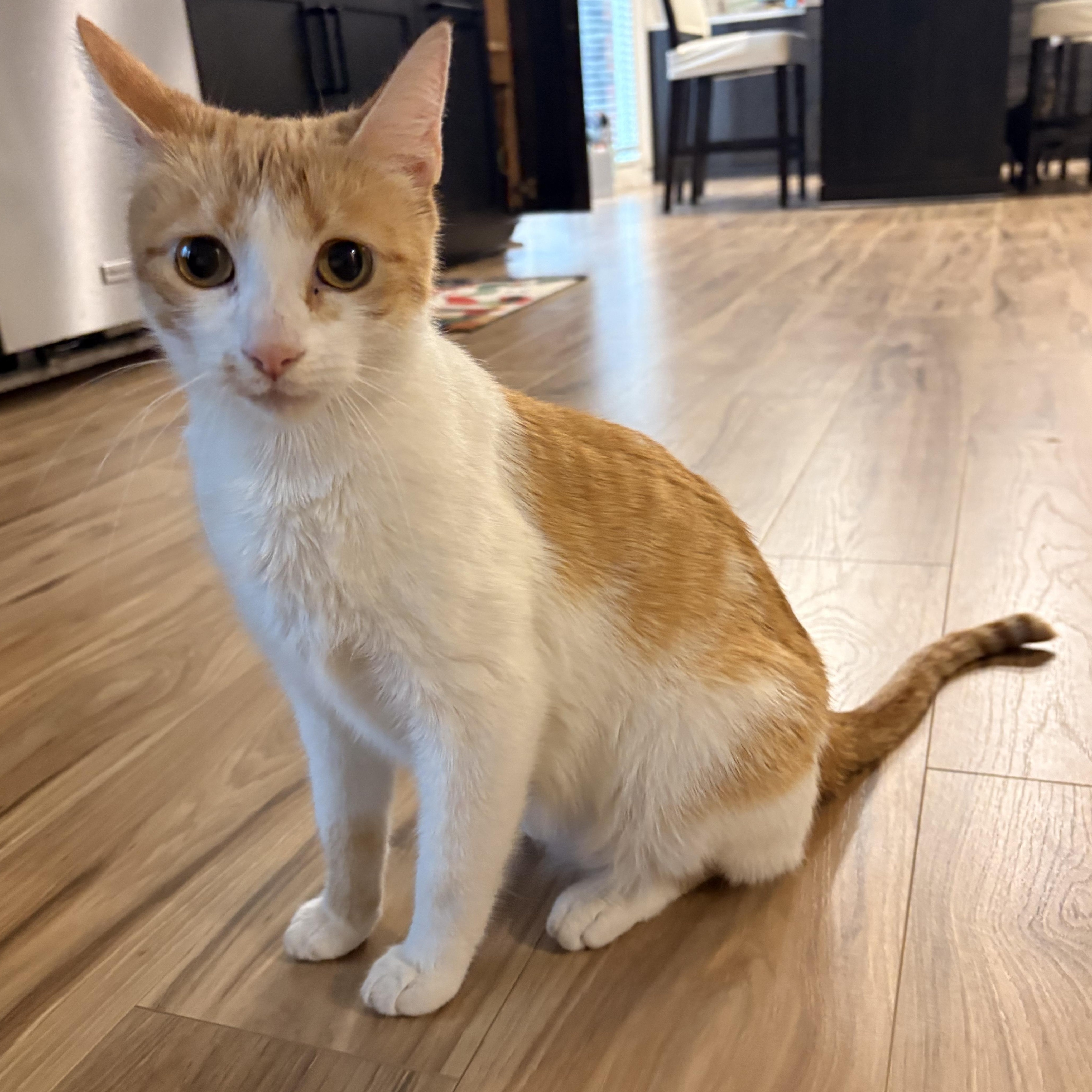 Enlarge Precious, a Adoptable Domestic Short Hair in Rochester Hills, MI image 1/4