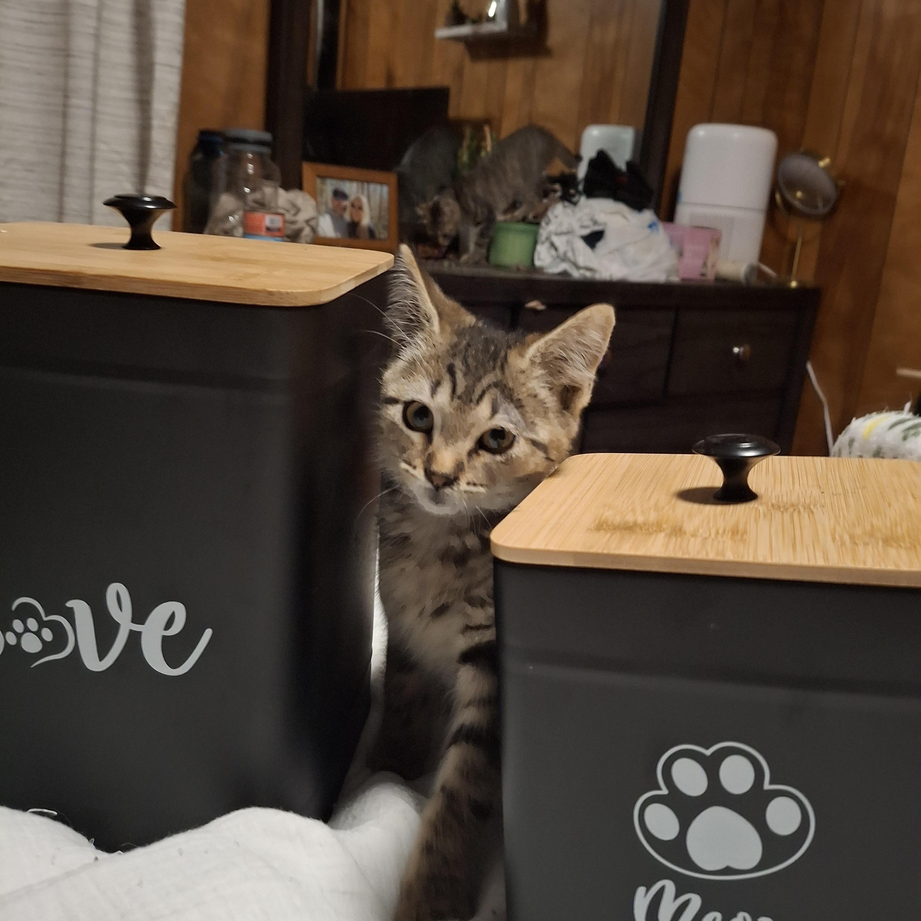 Lil, a Adoptable Manx in Lawrenceville, GA image 1/2