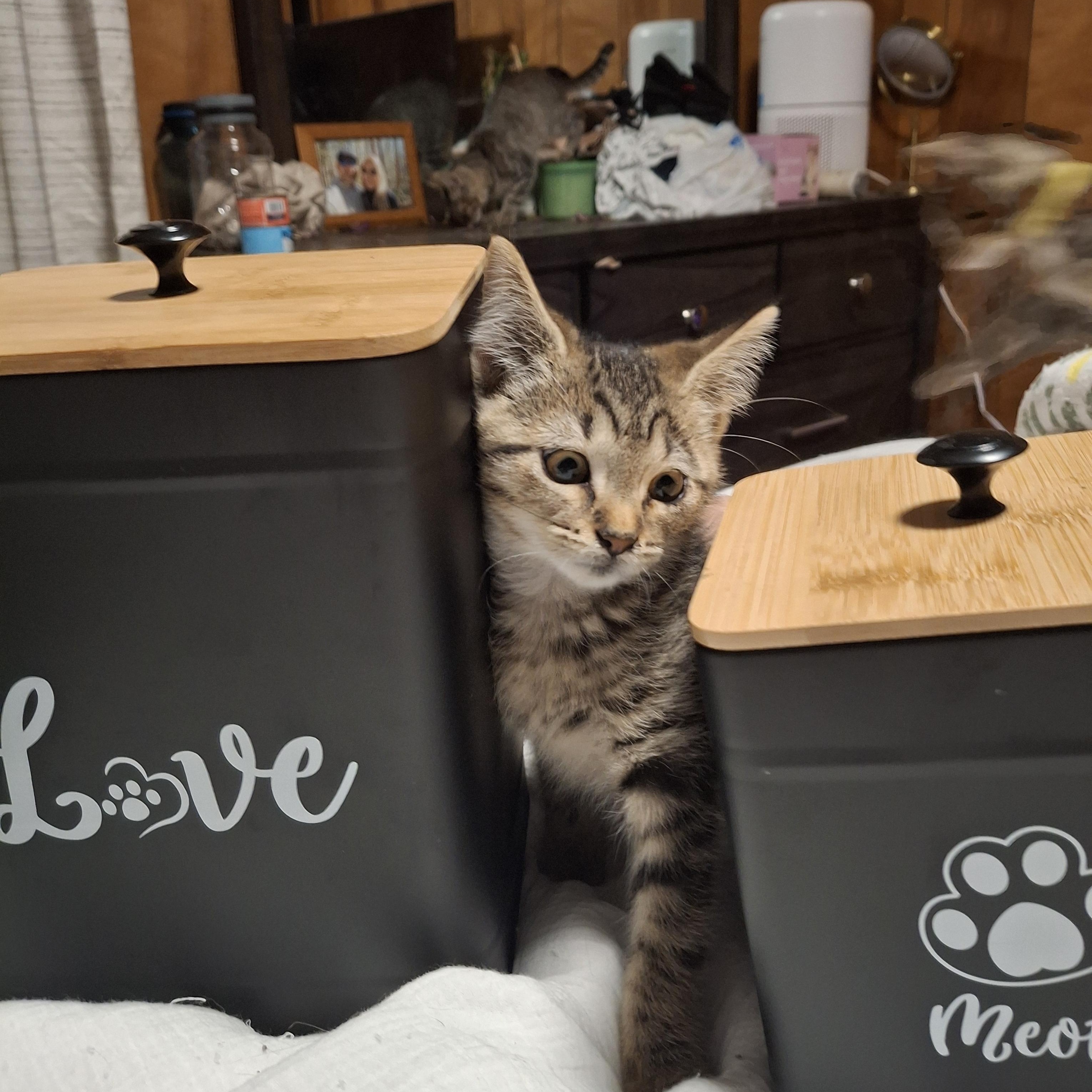 Lil, a Adoptable Manx in Lawrenceville, GA image 2/2