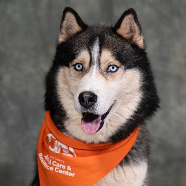 MARK, Adoptable, Adult Male Husky & Mixed Breed.