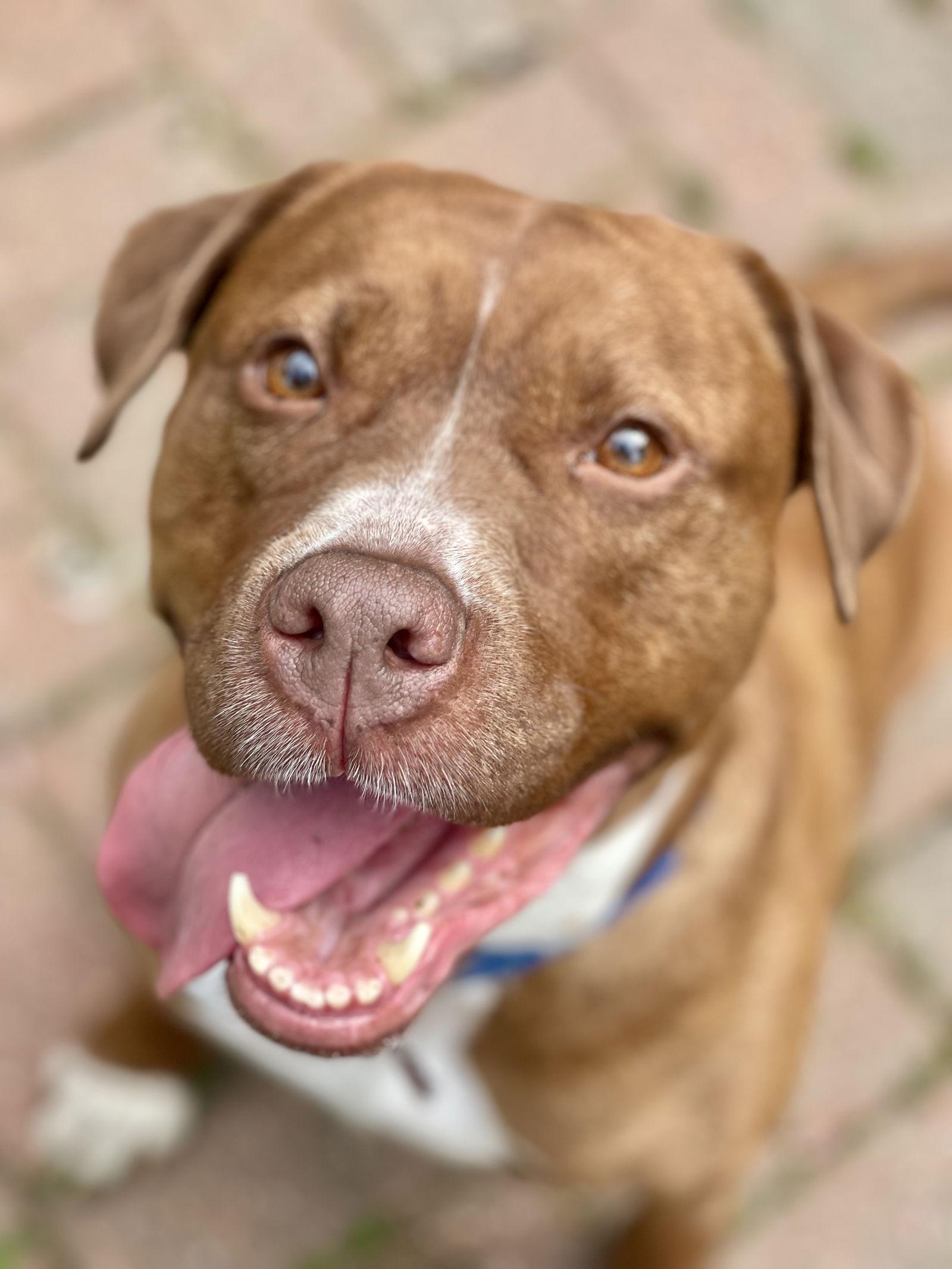 Wemberly, Adoptable, Adult Female Terrier.