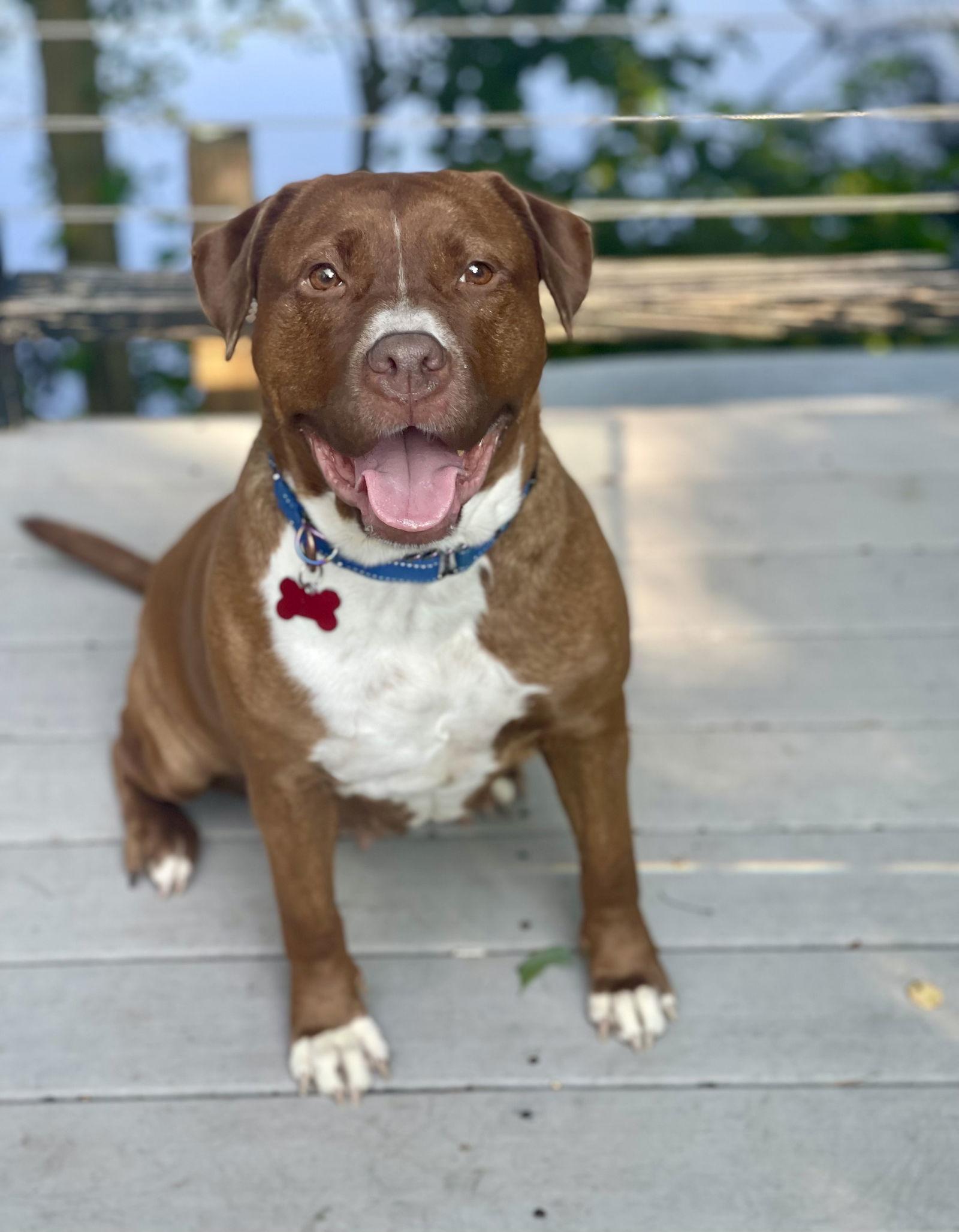 Wemberly, a Adoptable mixed breed in Blackwood, NJ image 1/3