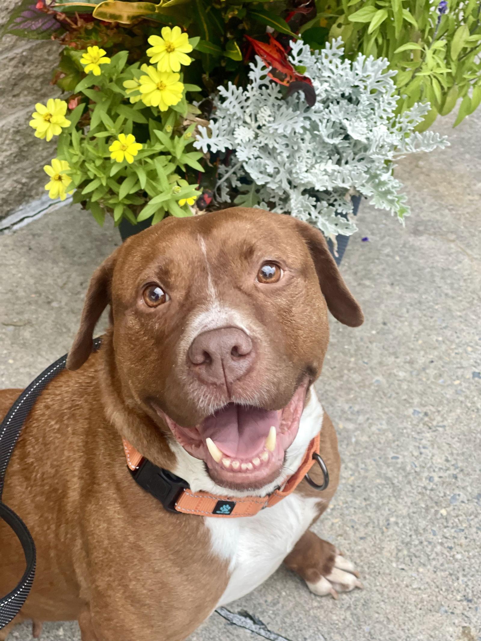 Wemberly, a Adoptable mixed breed in Blackwood, NJ image 3/3